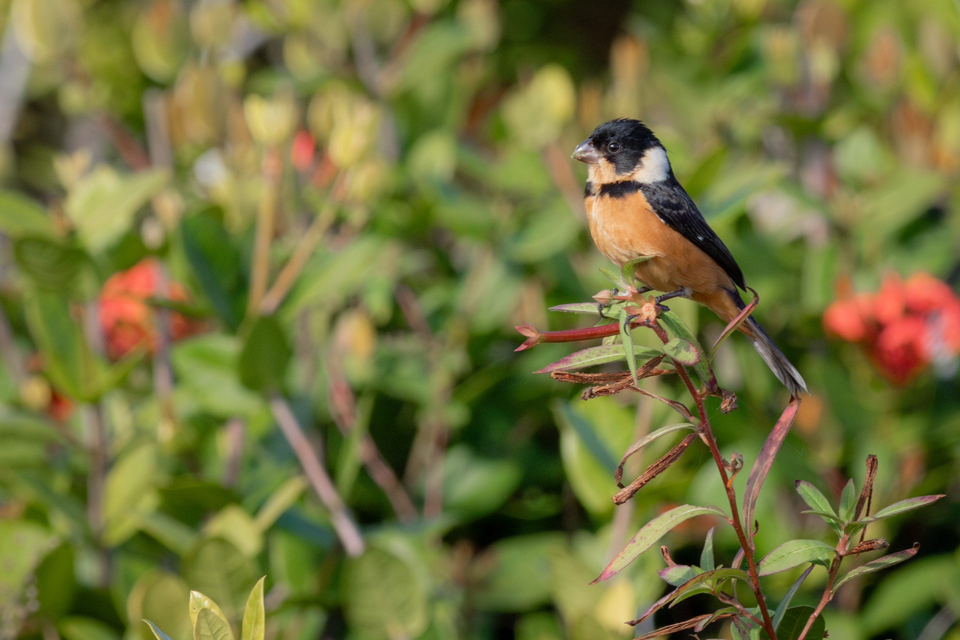Cinnamon-rumped Seedeater, male - Nayarit