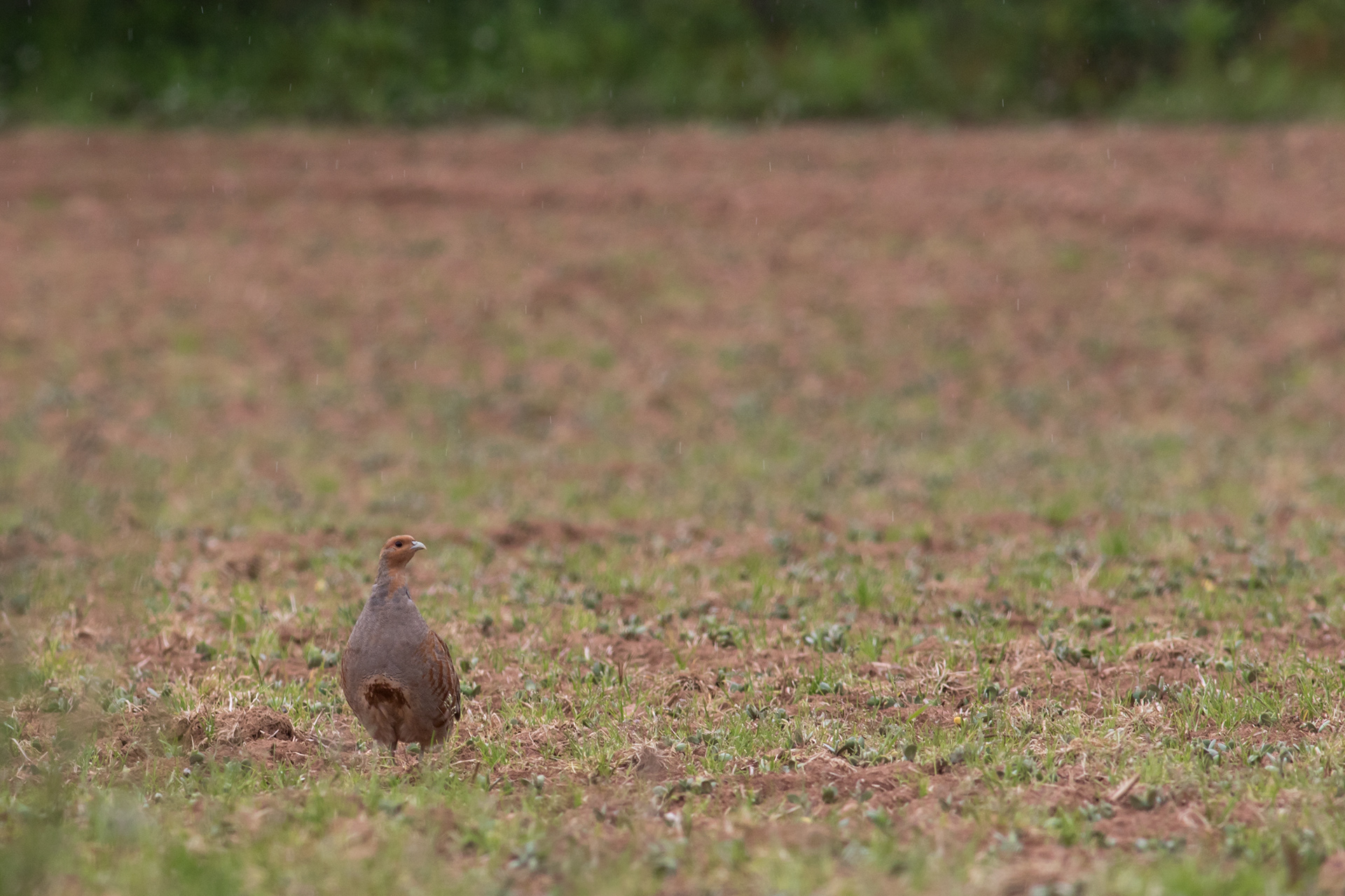 Gray Partridge - Prince Edward Island