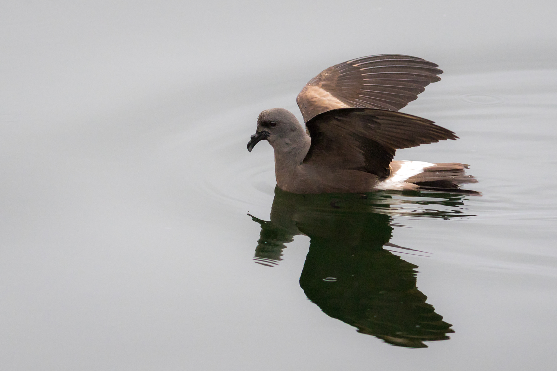 Leach's Storm-Petrel - Newfoundland