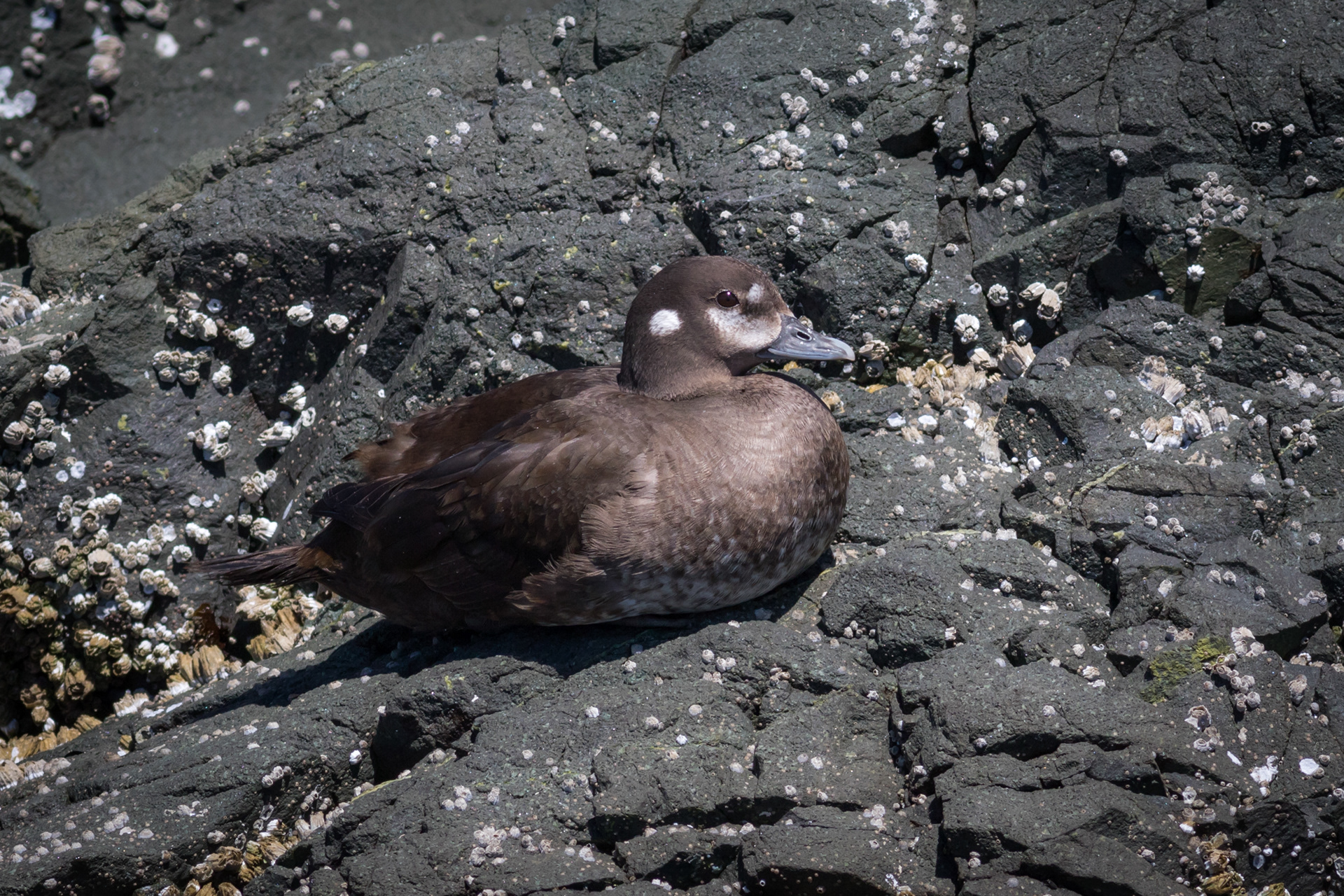 Harlequin Duck - female - BC