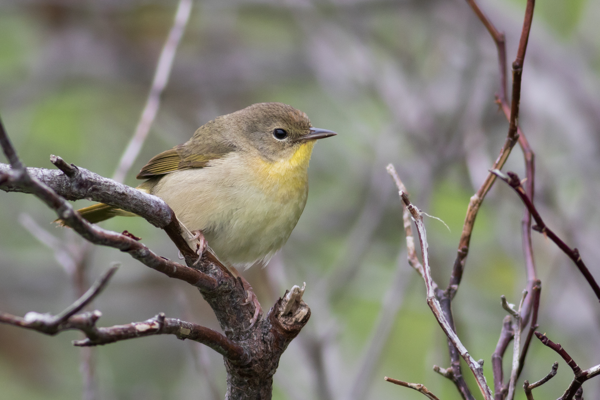 Common Yellowthroat, juvenile female - Prince Edward Island