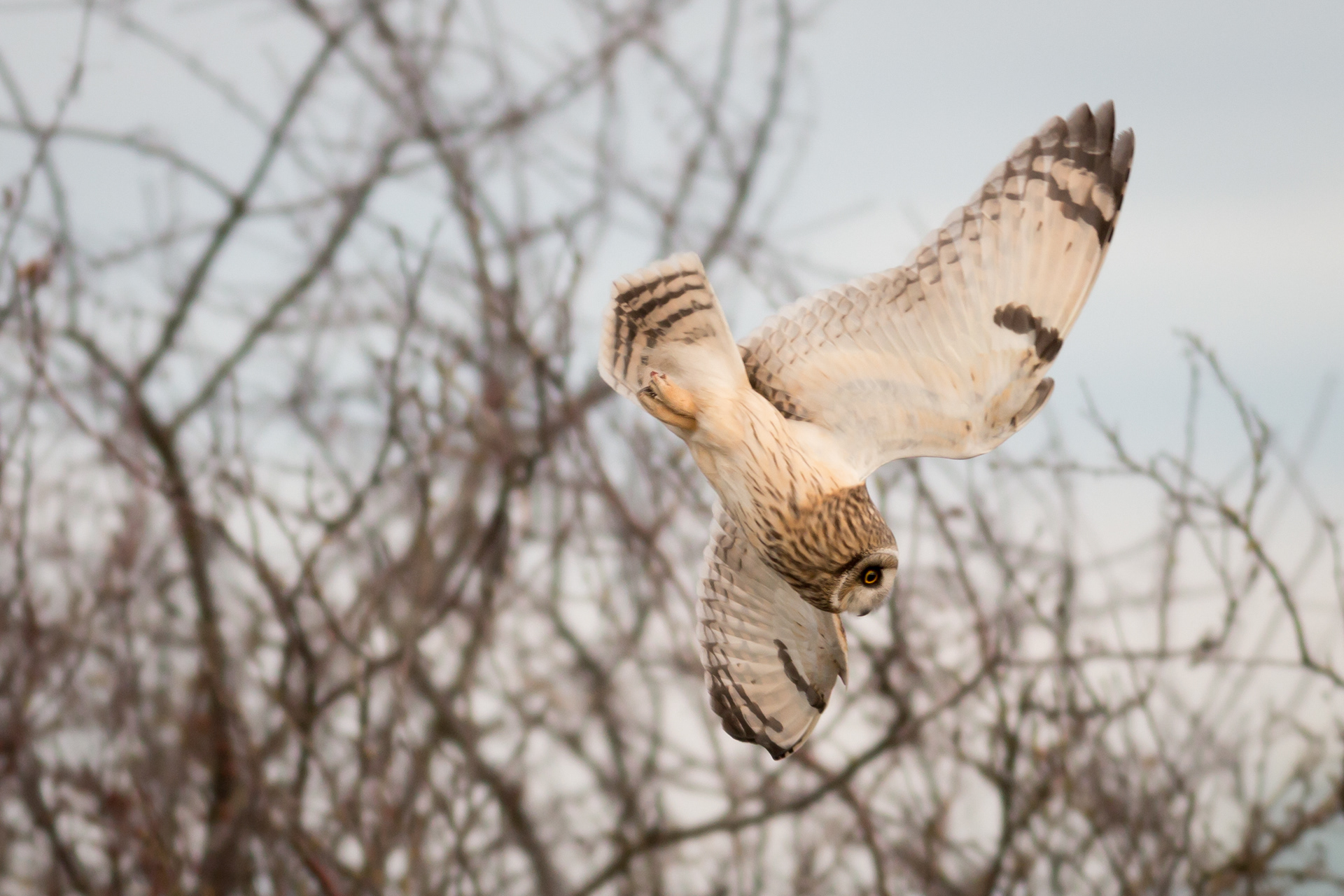 Short-eared Owl - BC