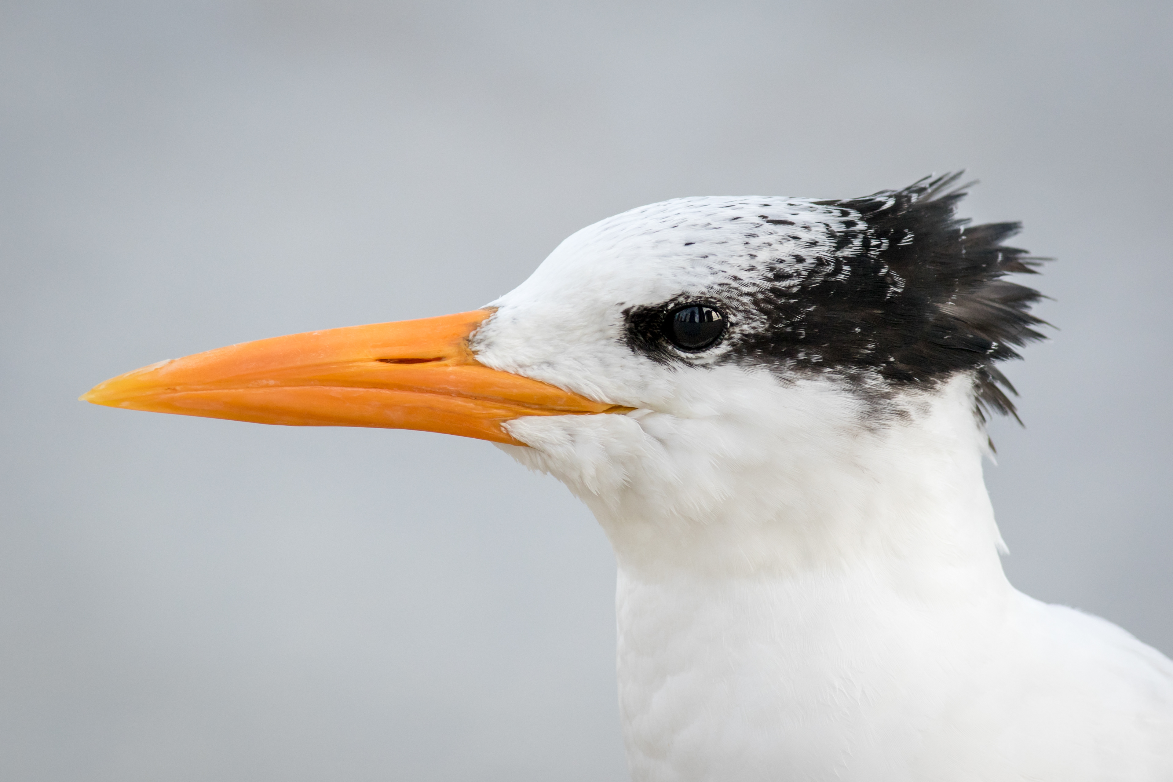 Royal Tern - Florida