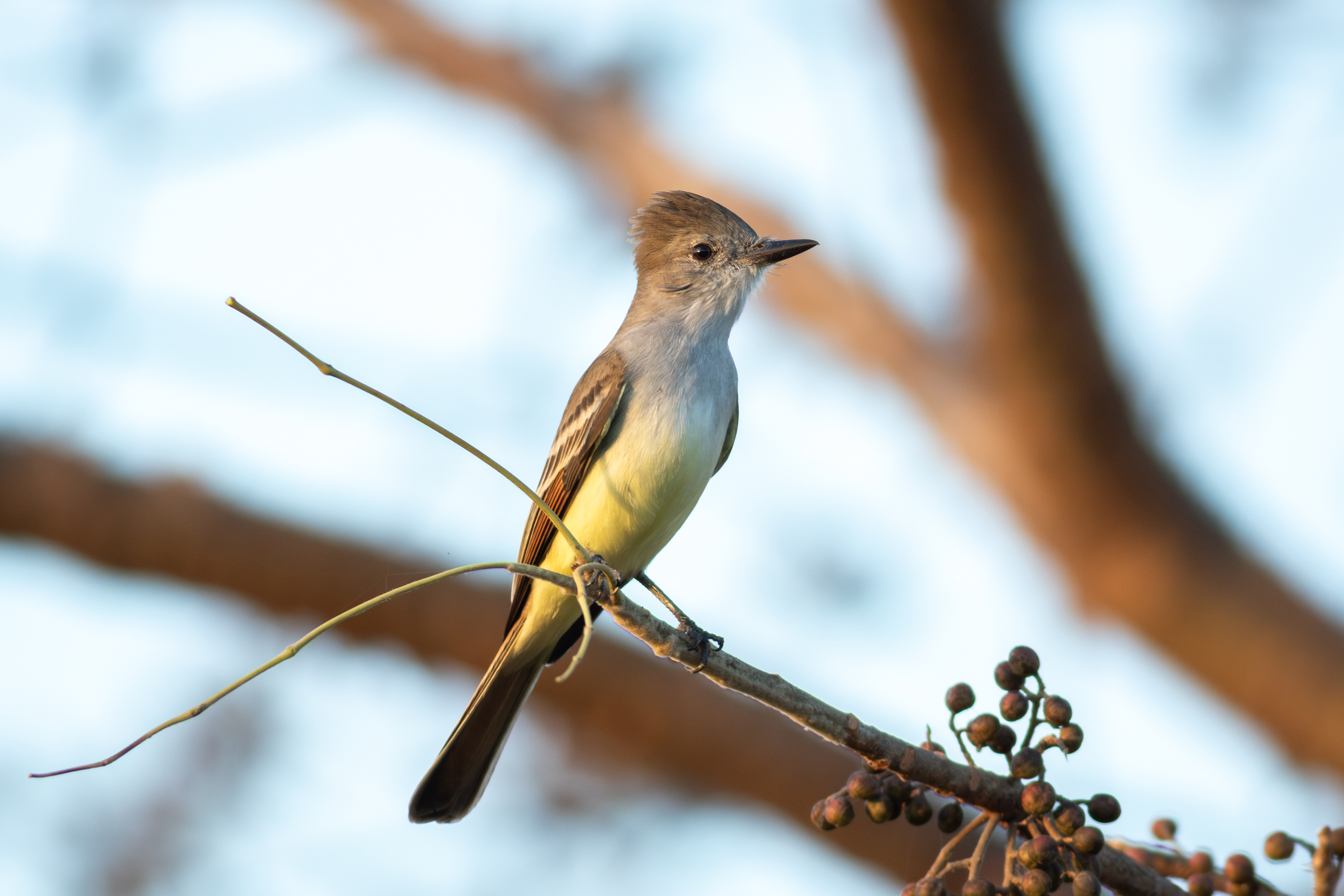 Brown-crested Flycatcher - Nayarit