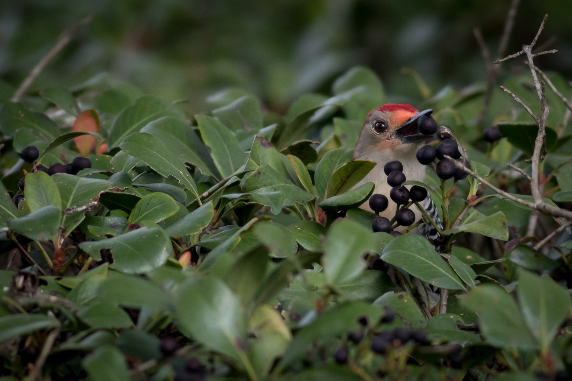 Red-bellied Woodpecker - Florida