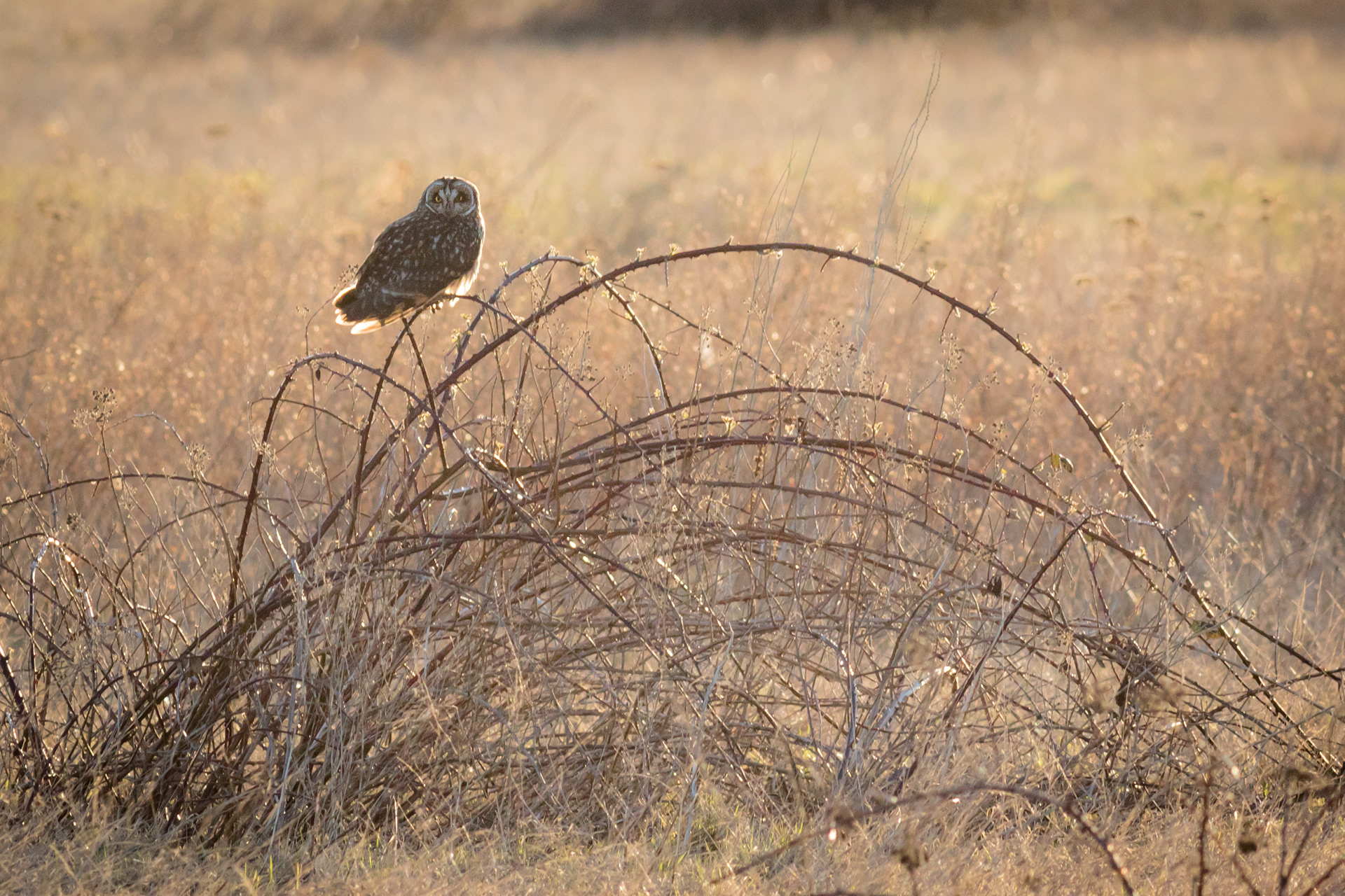 Short-eared Owl - BC