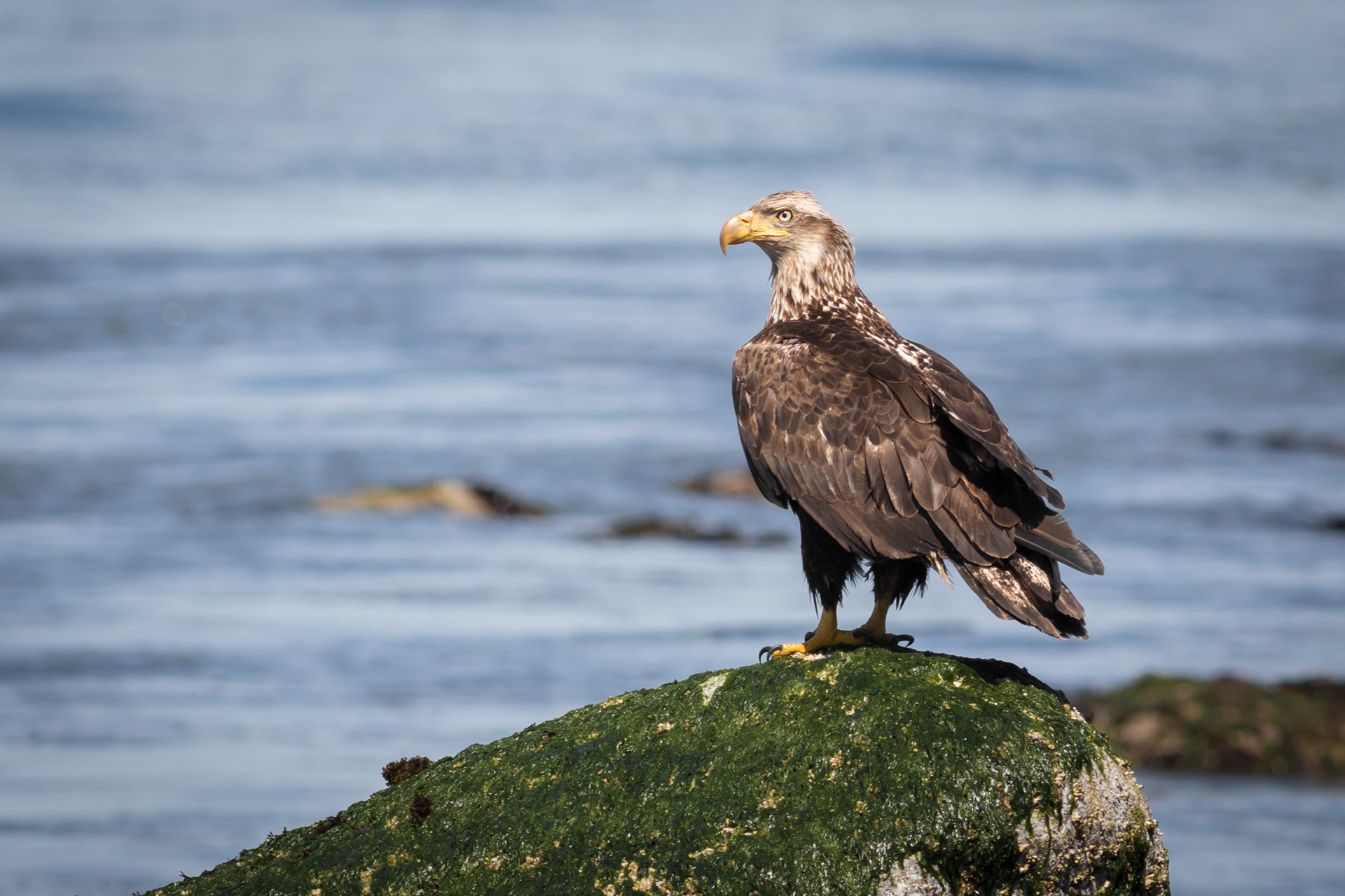 Bald Eagle - Washington