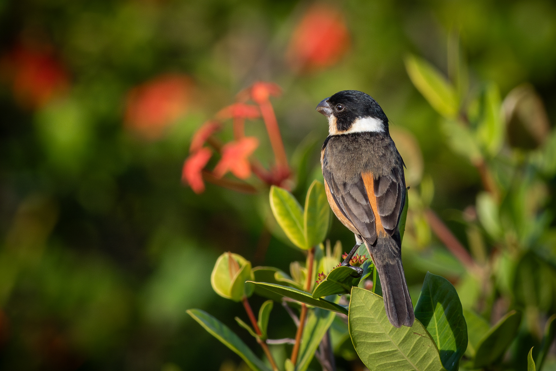 Cinnamon-rumped Seedeater, male - Nayarit