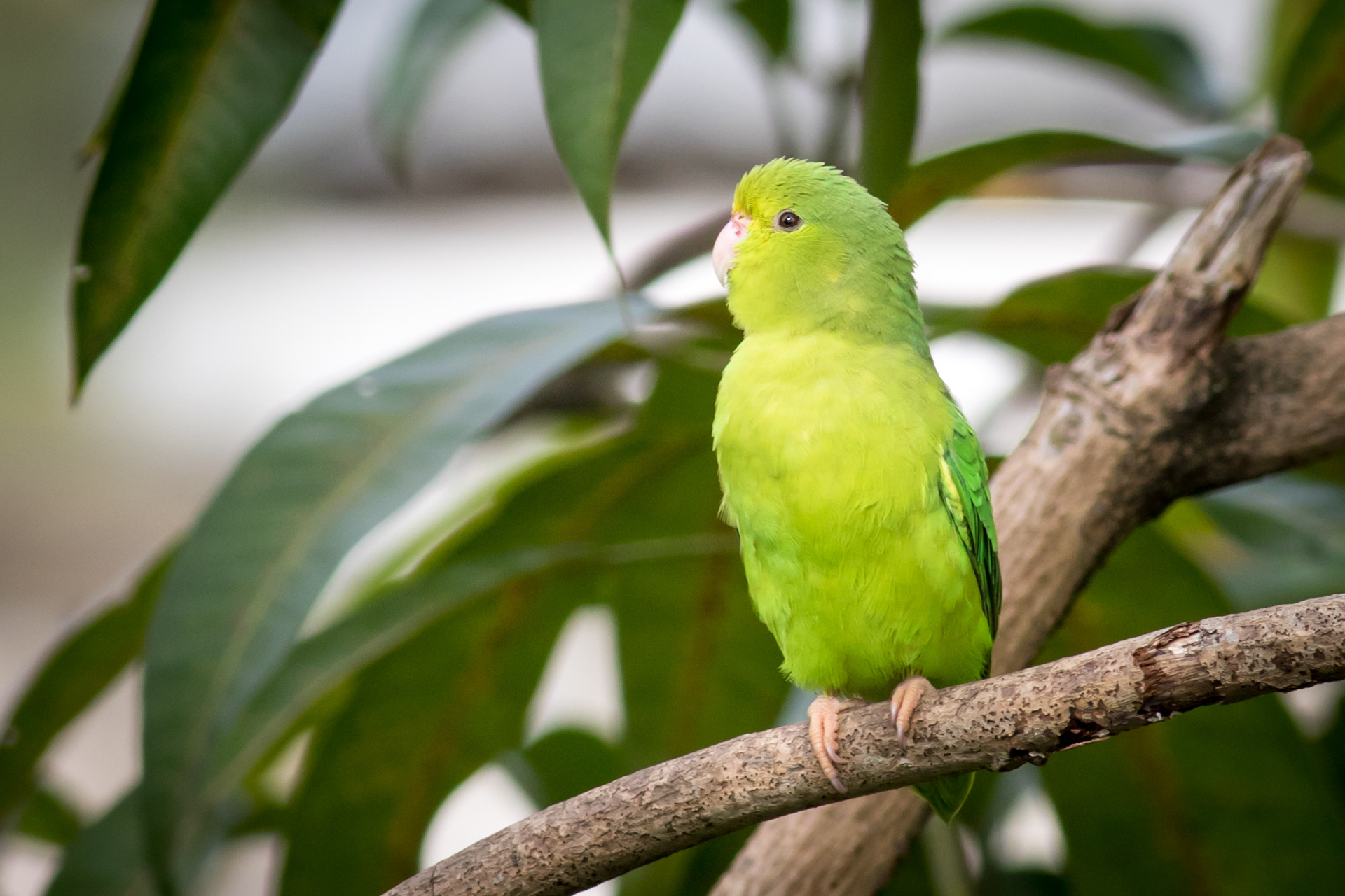 Green-rumped Parrotlet