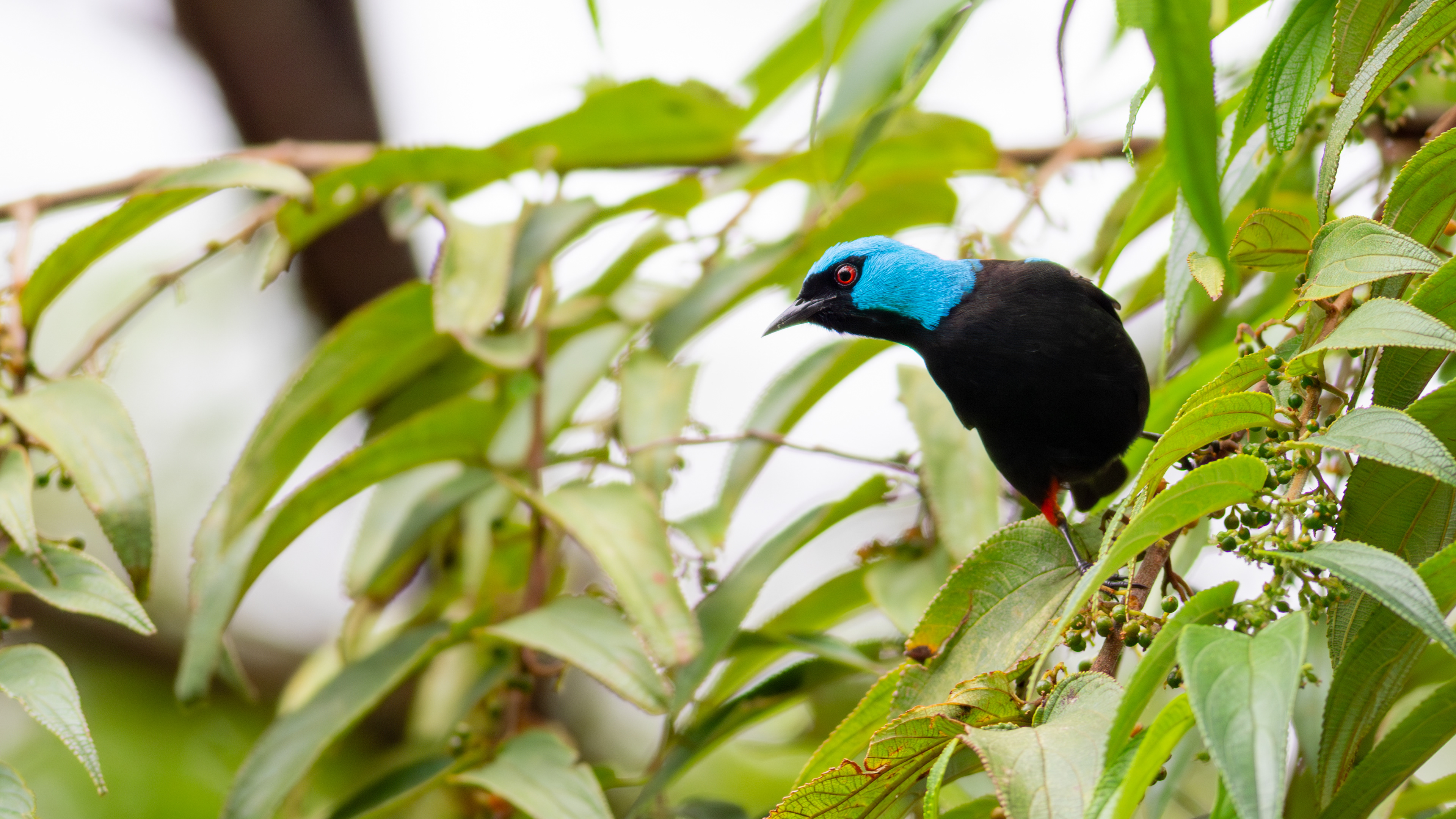 Scarlet-thighed Dacnis, male - Aranal Observatory