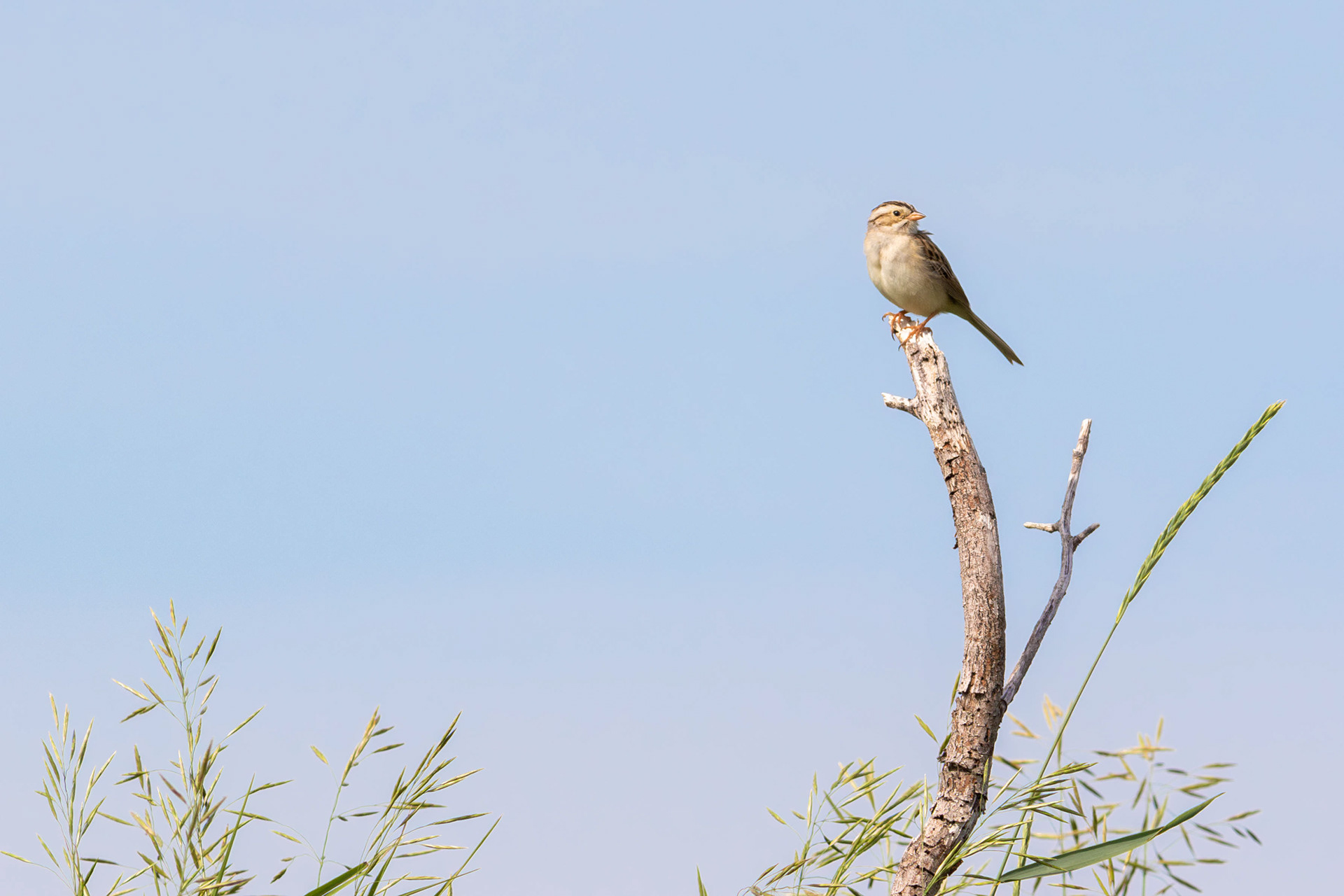 Clay-coloured Sparrow - Saskatchewan