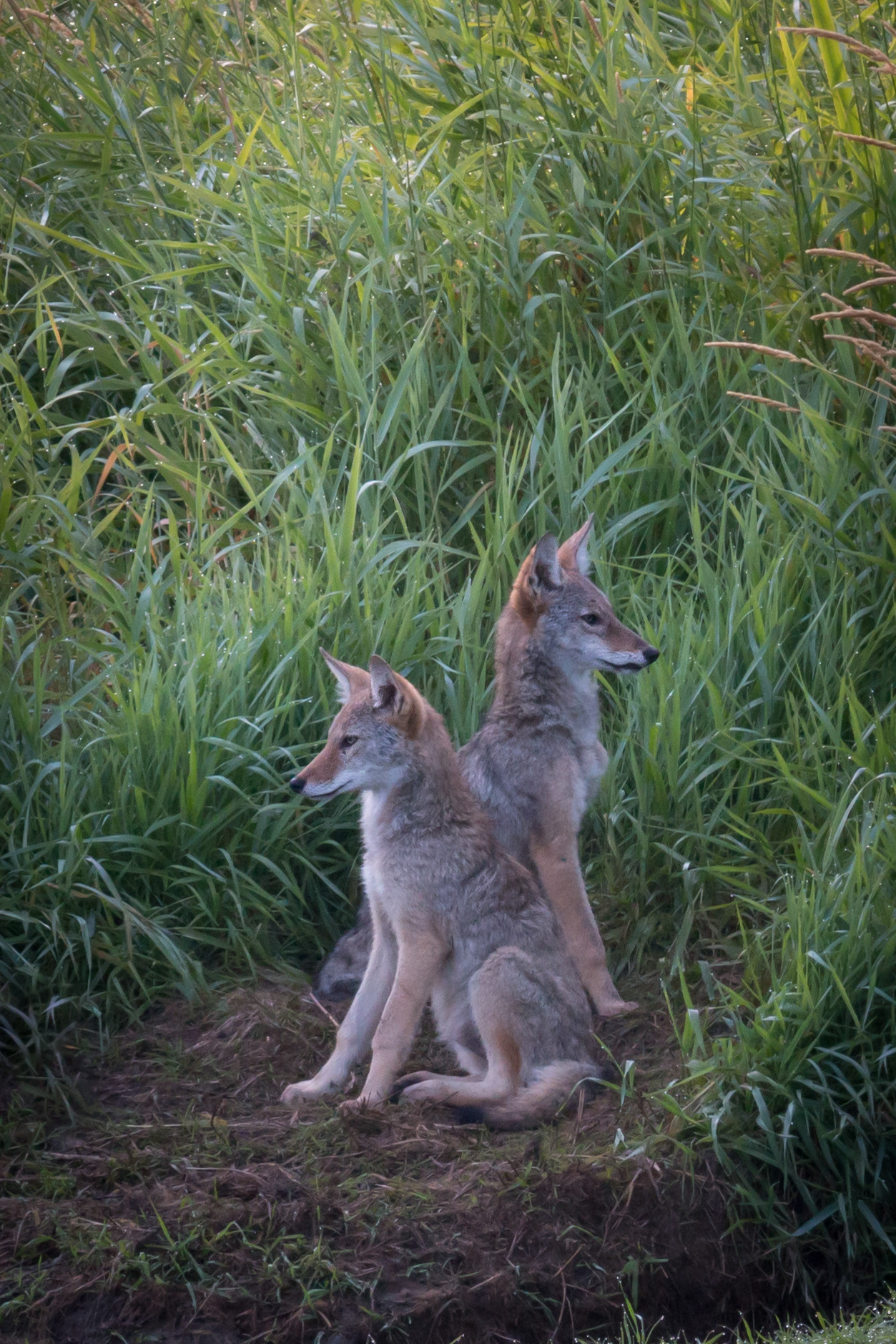 Coyotes