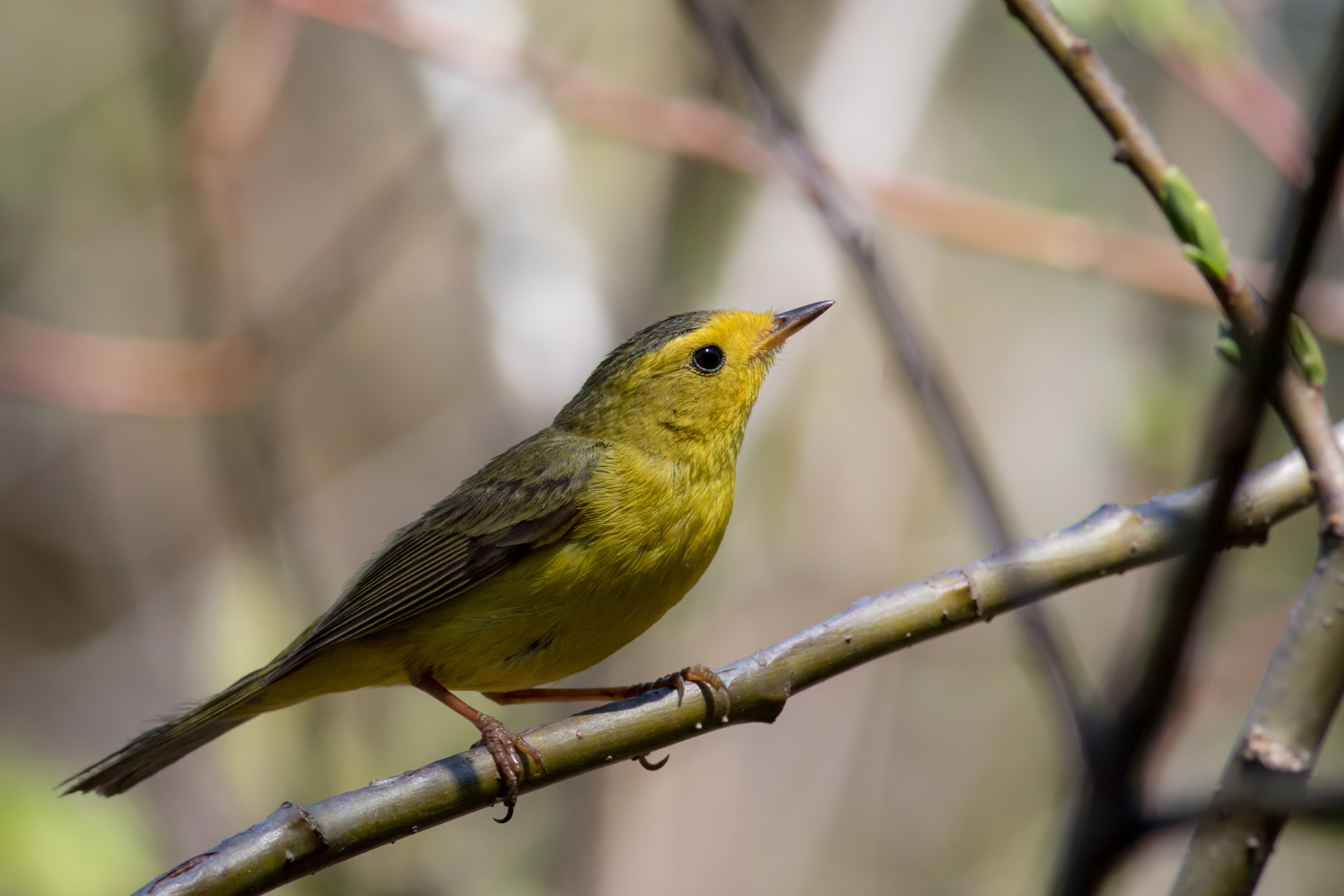 Wilson's Warbler - BC