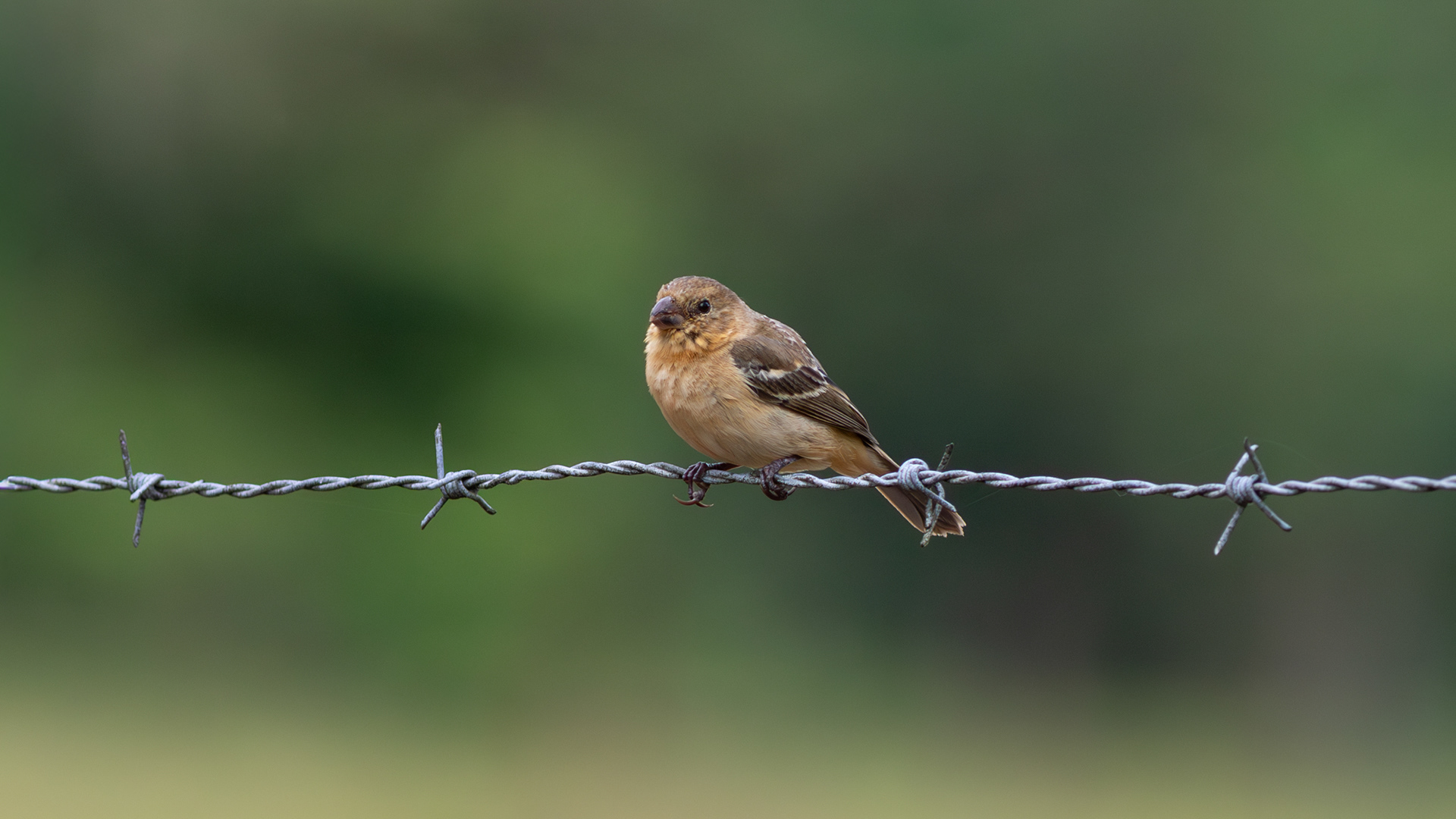 Morelet's Seedeater, female - Aranal Observatory
