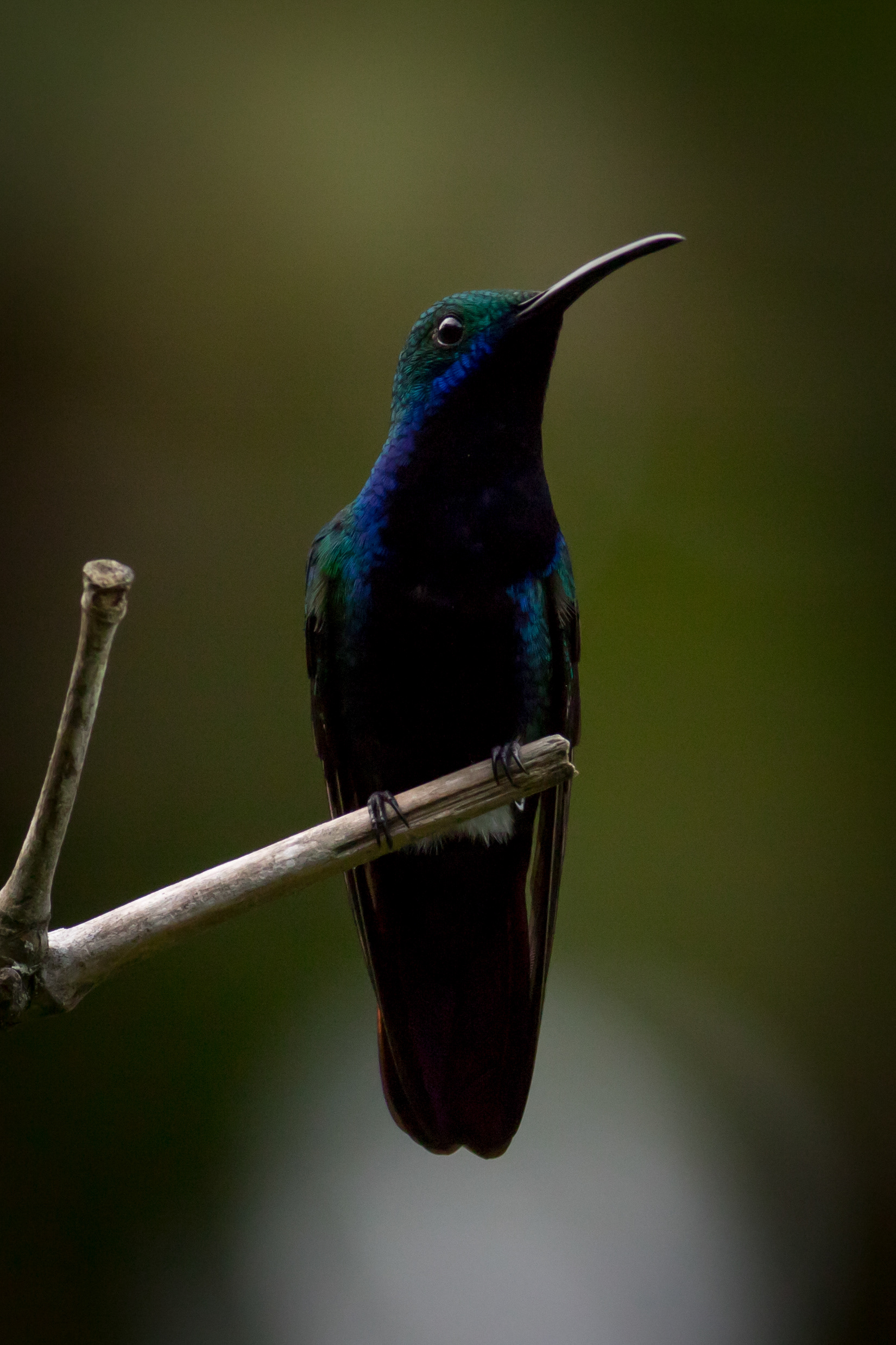Black-throated Mango - male
