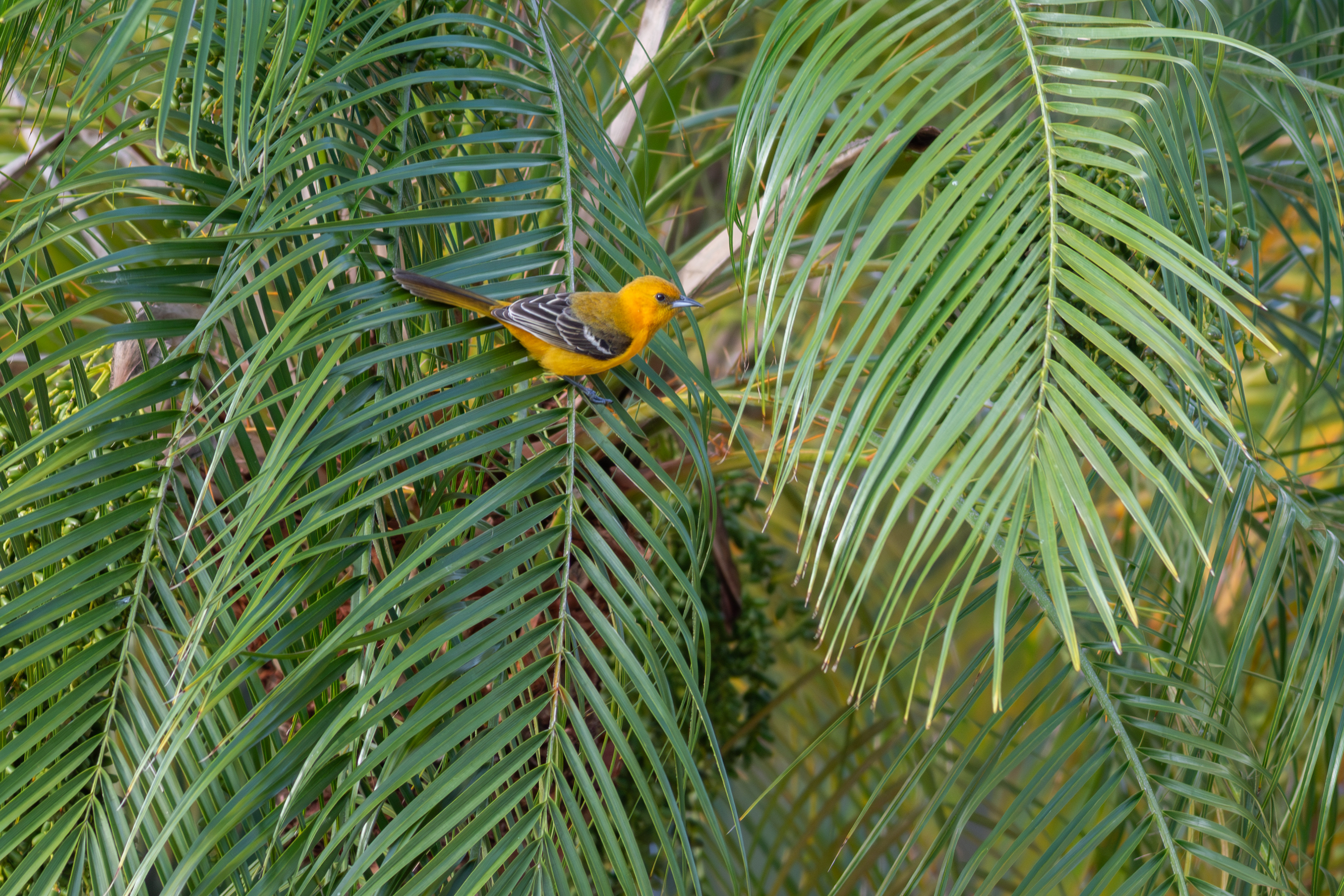 Orange Oriole, immature