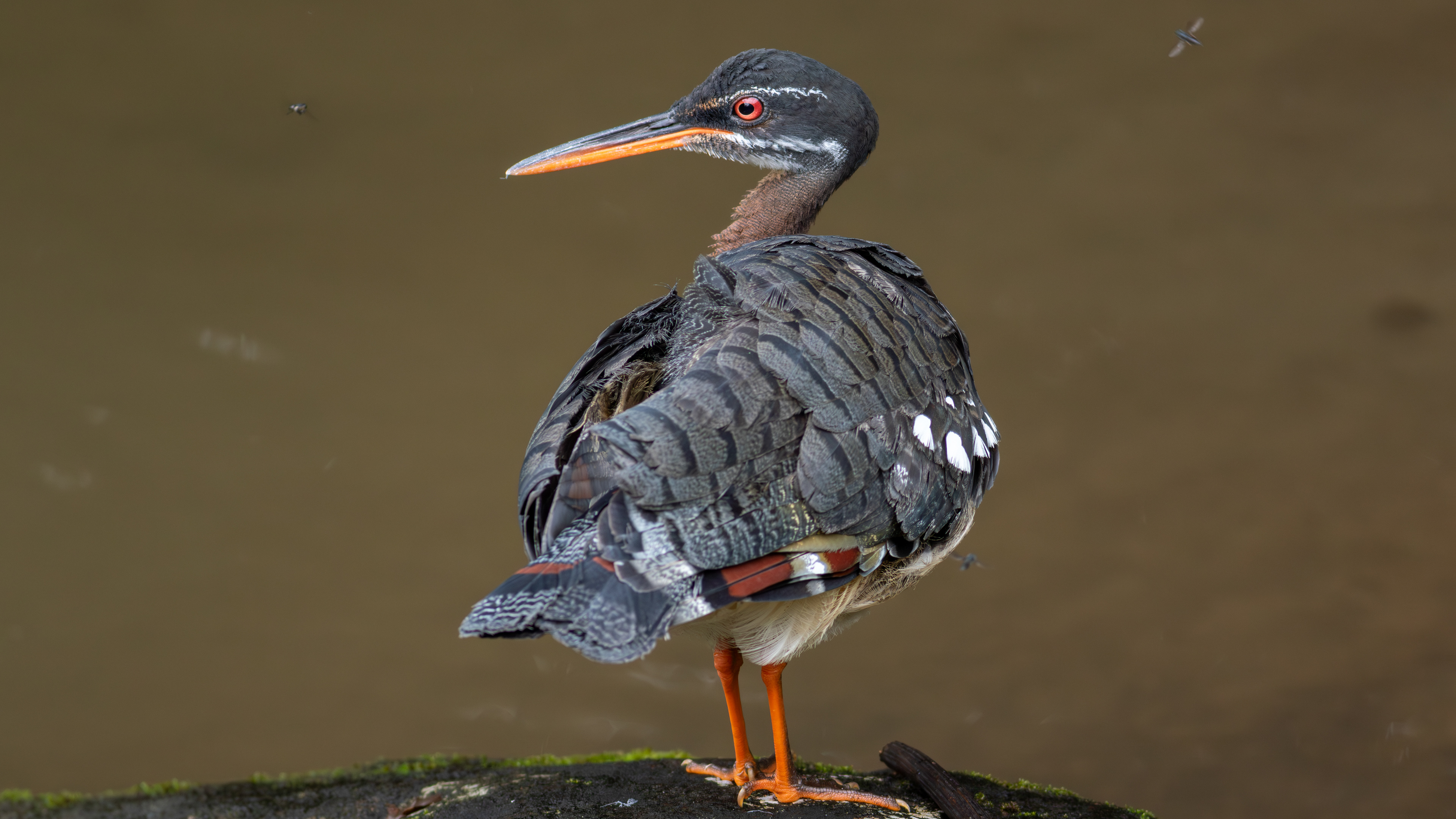 Sunbittern - Aranal Observatory