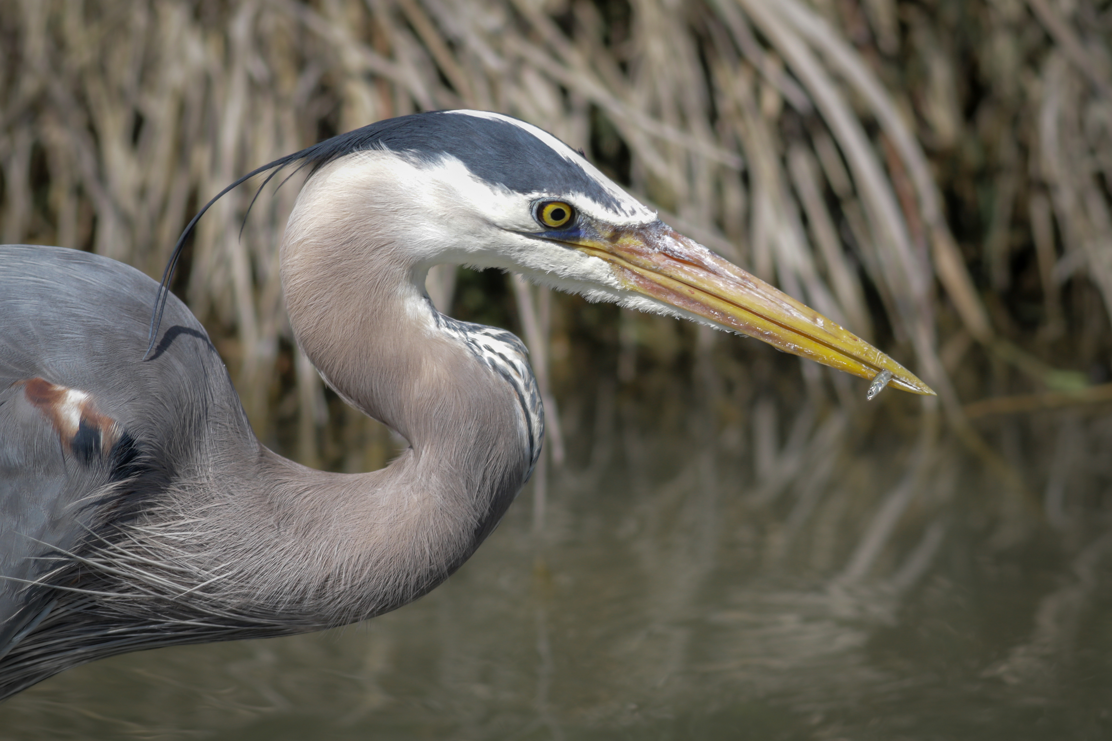 Great Blue Heron - BC