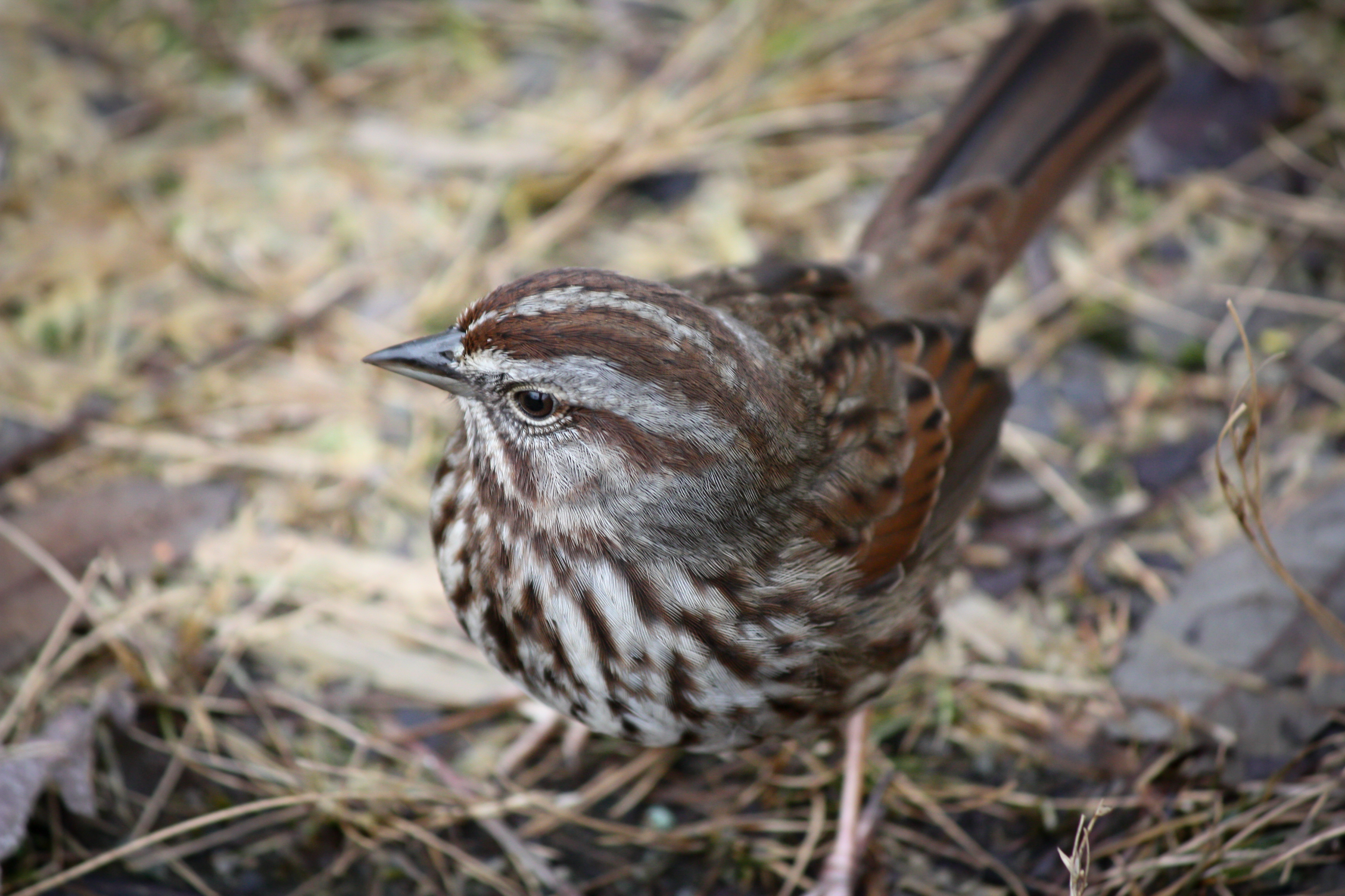 Song Sparrow