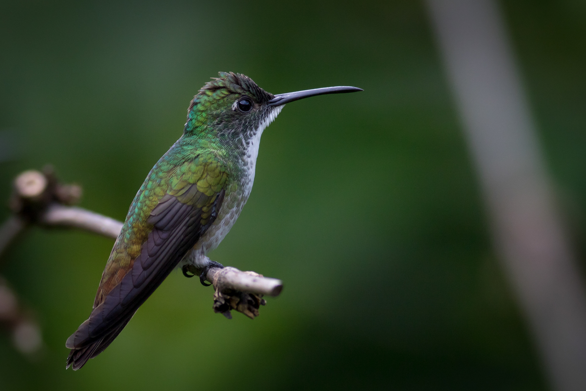 White-chested Emerald
