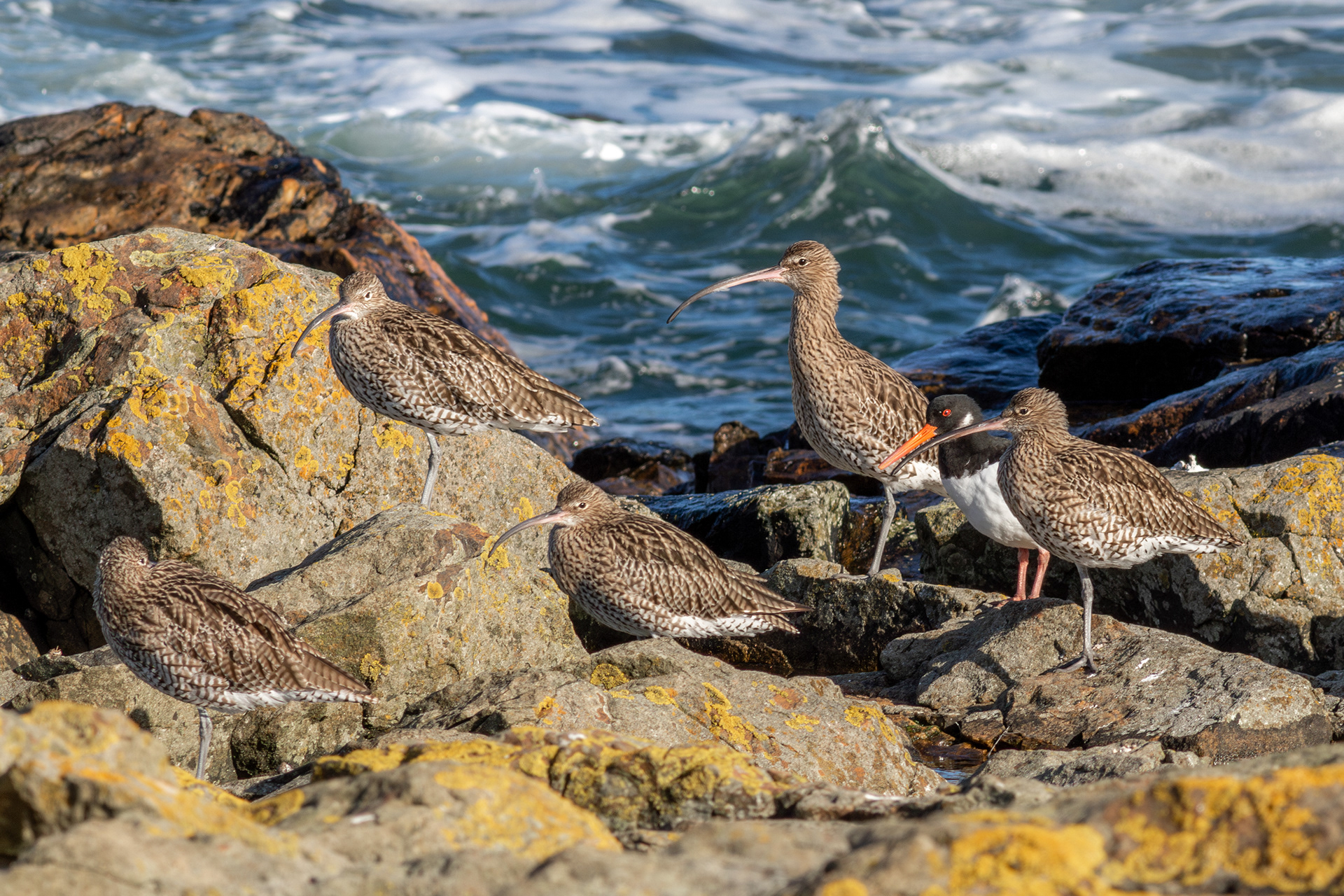 Eurasian Curlew with Eurasian Oystercatcher