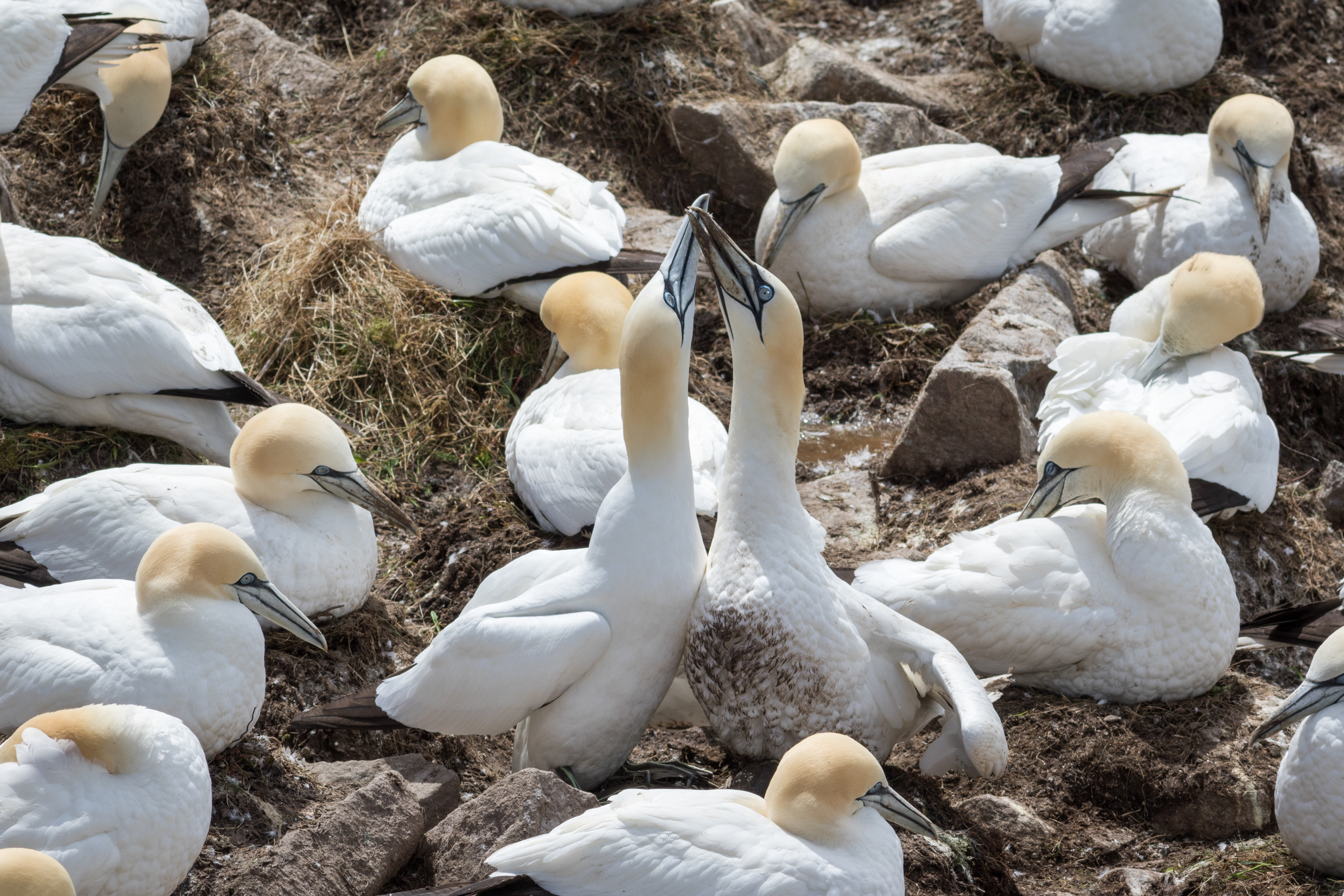 Northern Gannet - Newfoundland