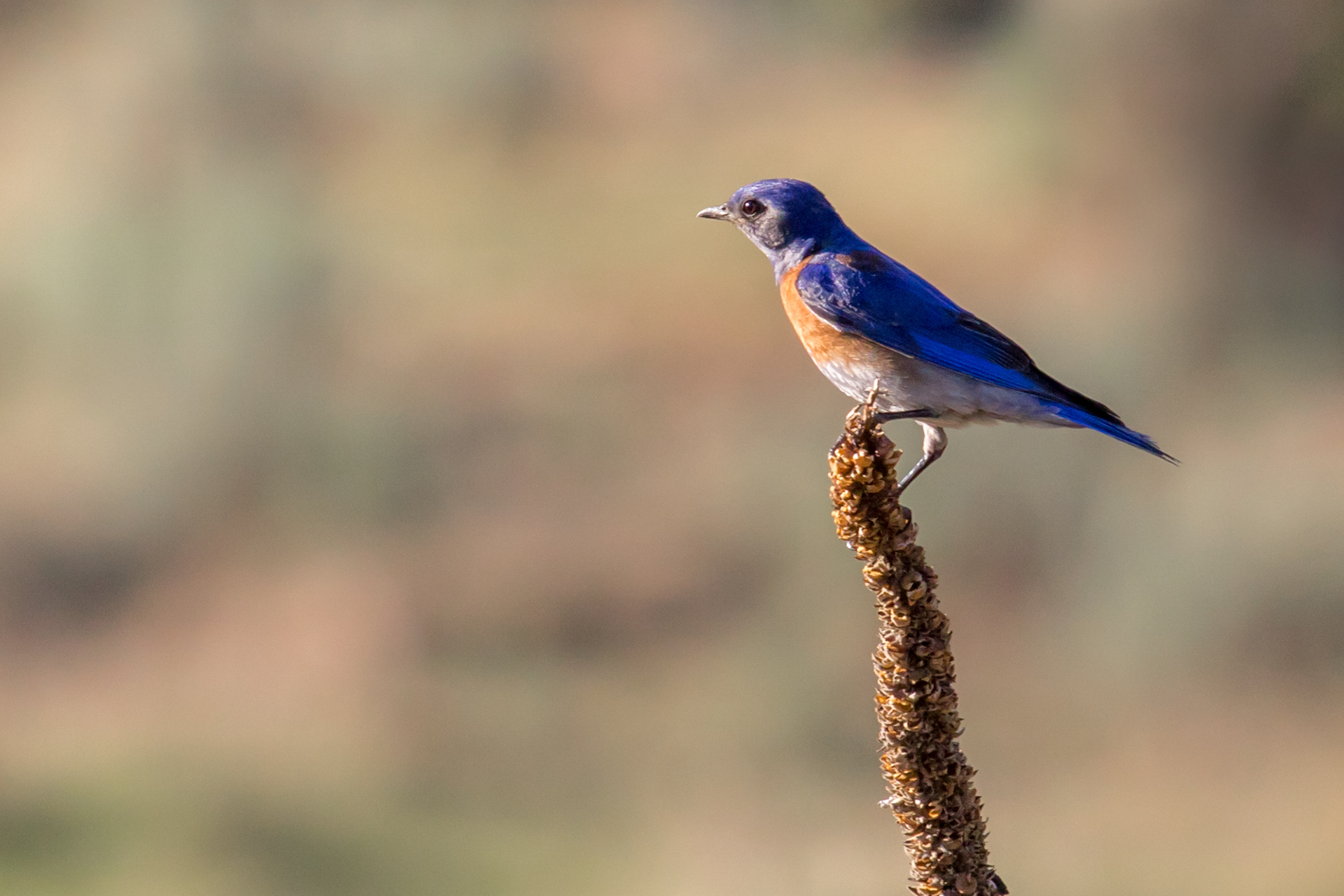 Western Bluebird, male - BC