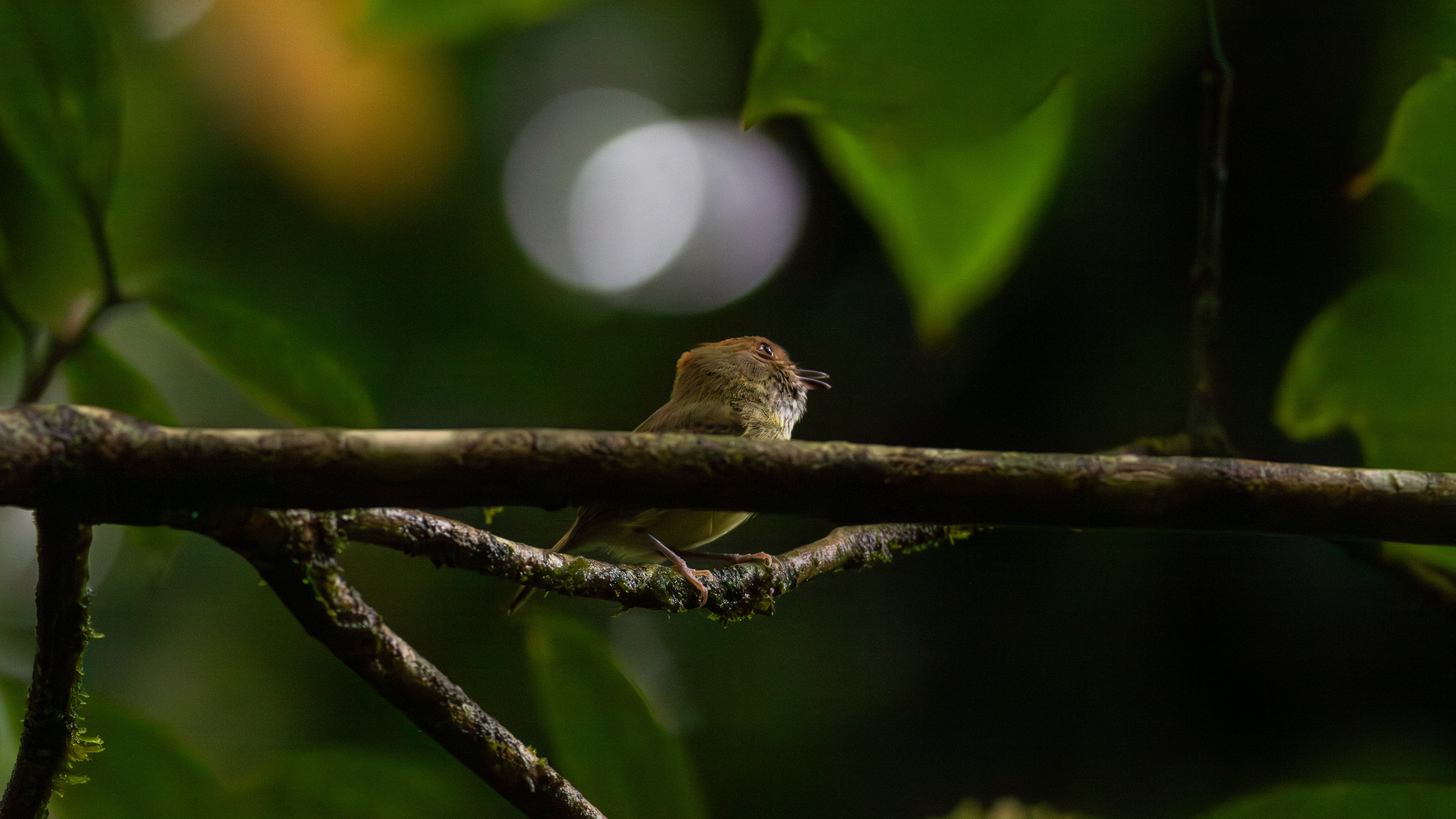 Scale-crested Pygmy-Tyrant - Aranal Observatory