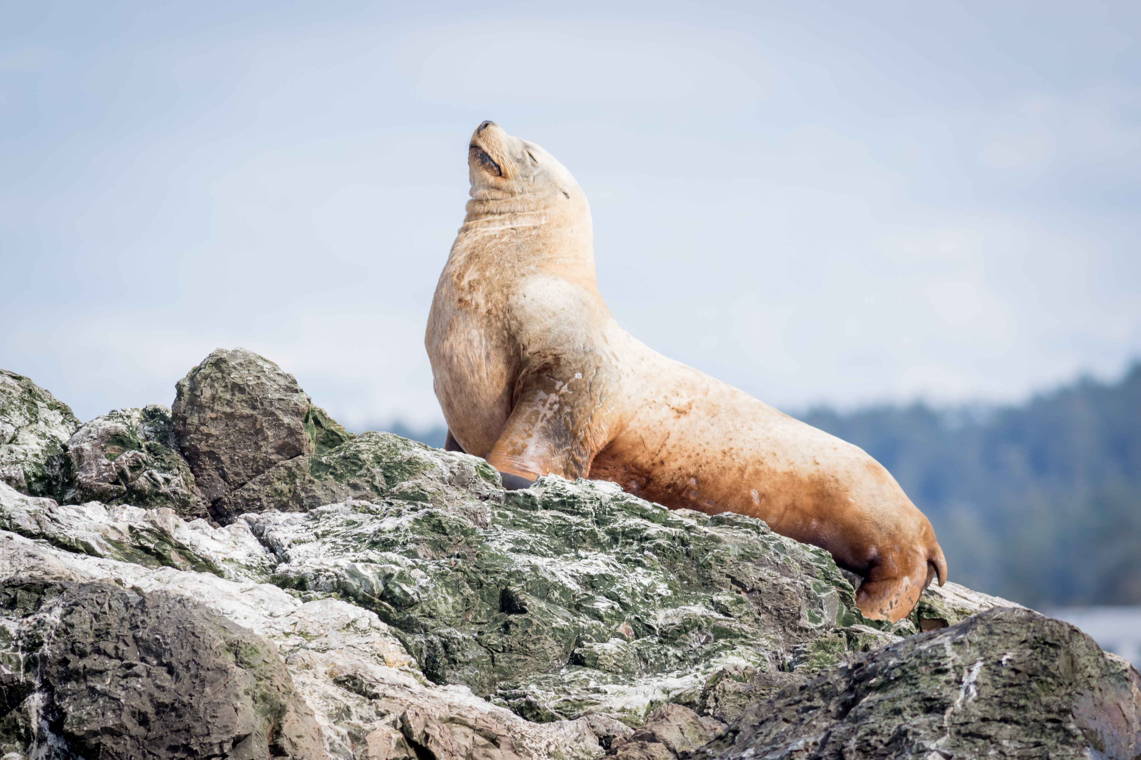 Steller Sea Lion - Washington