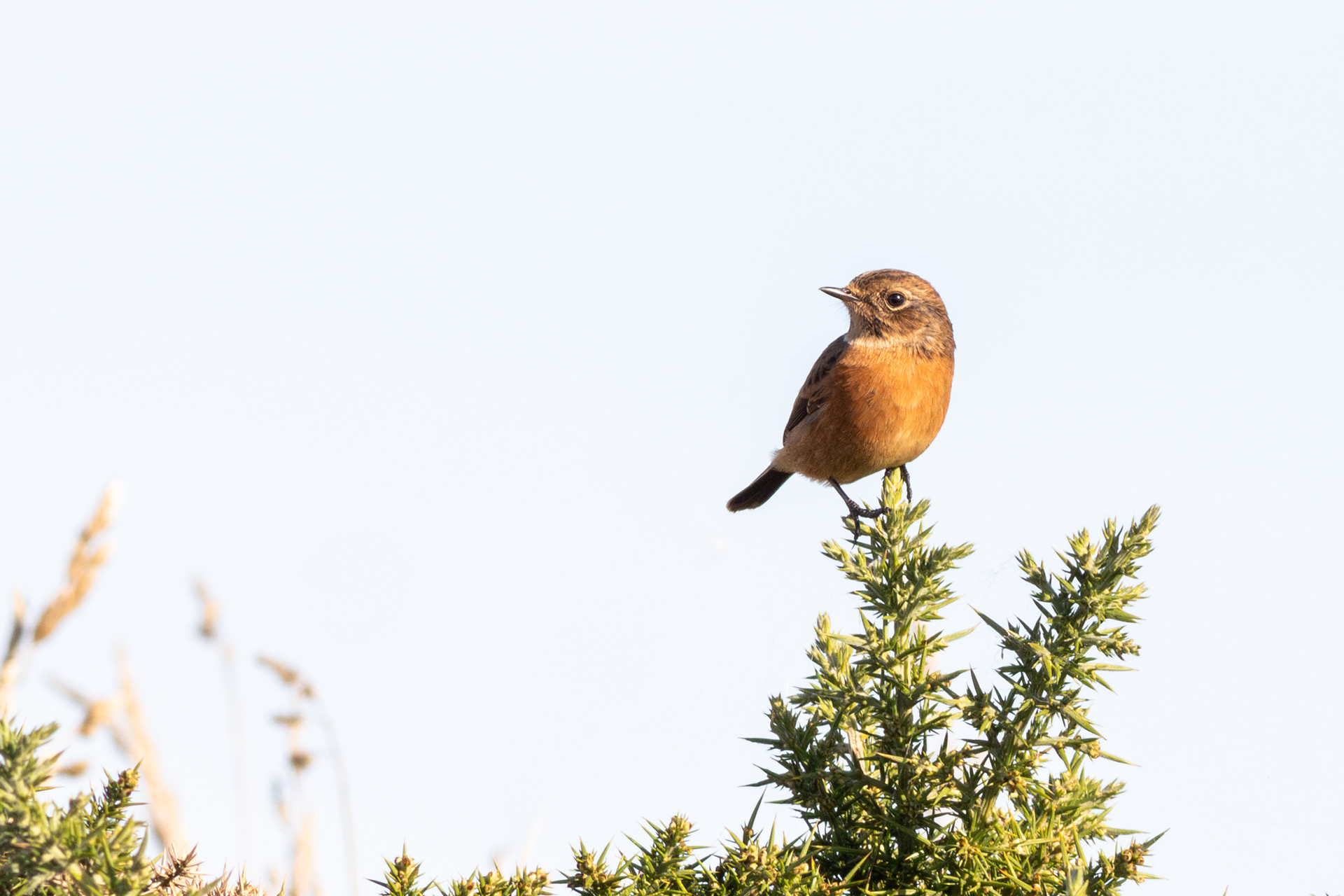 European Stonechat