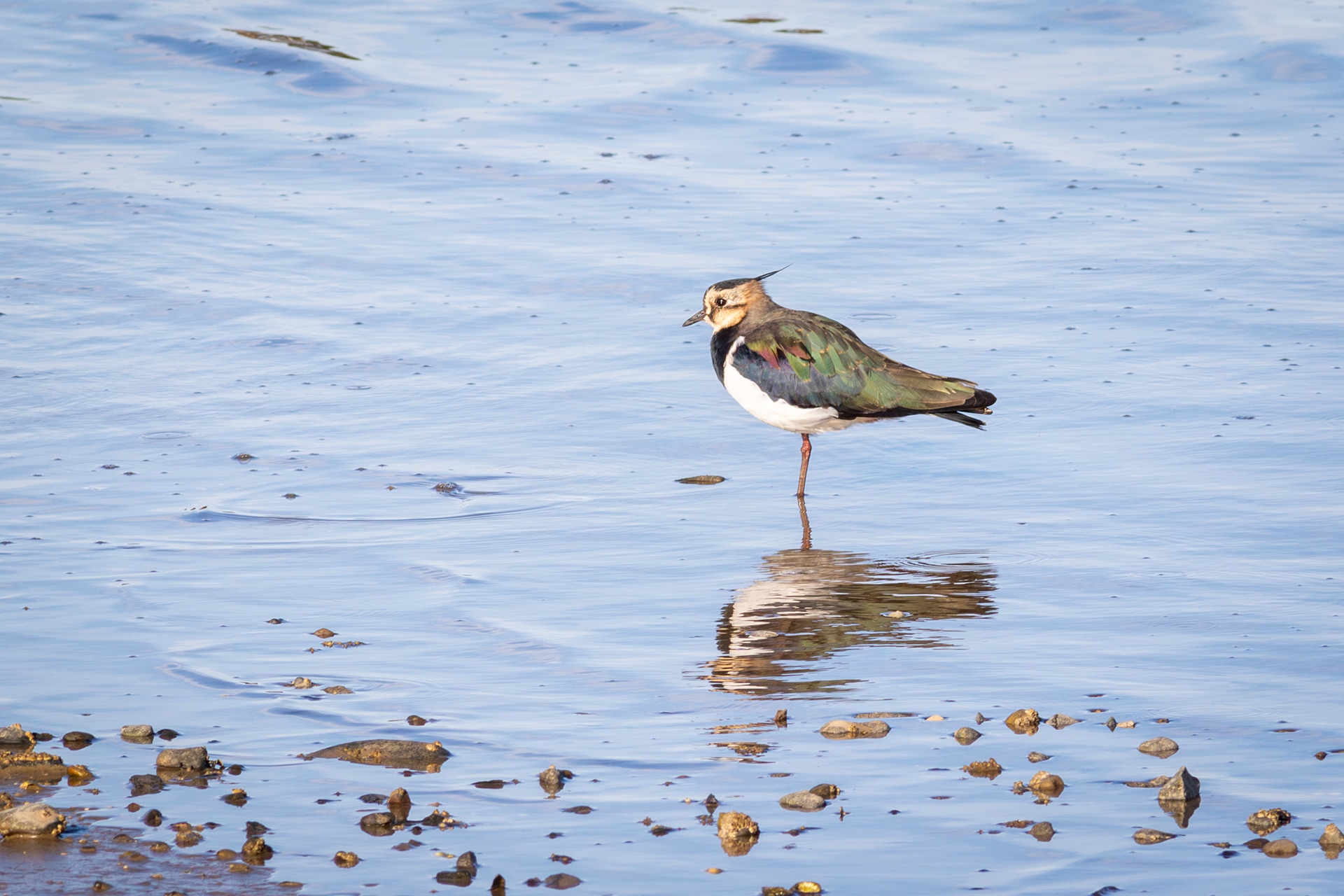 Northern Lapwing