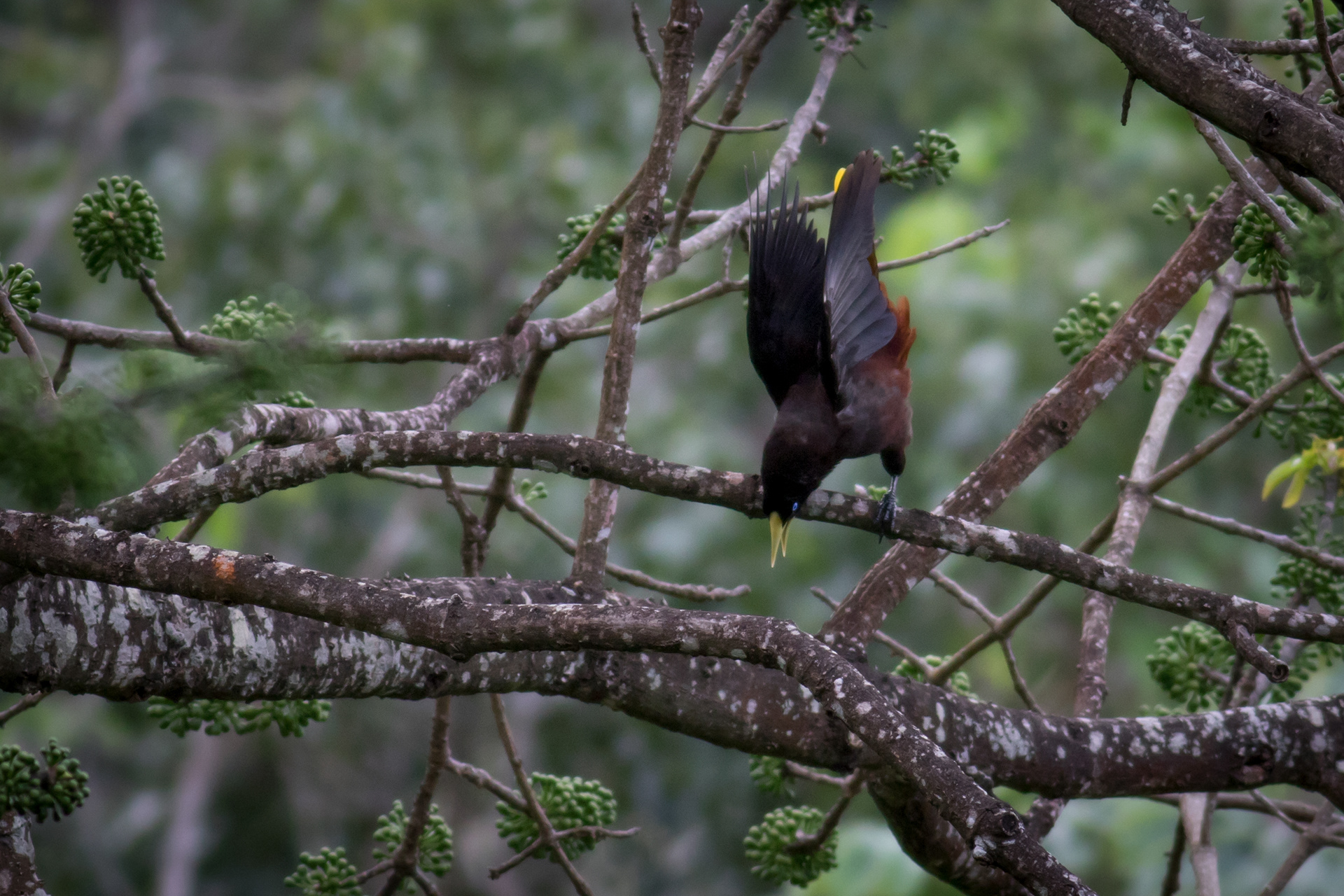 Crested Oropendola