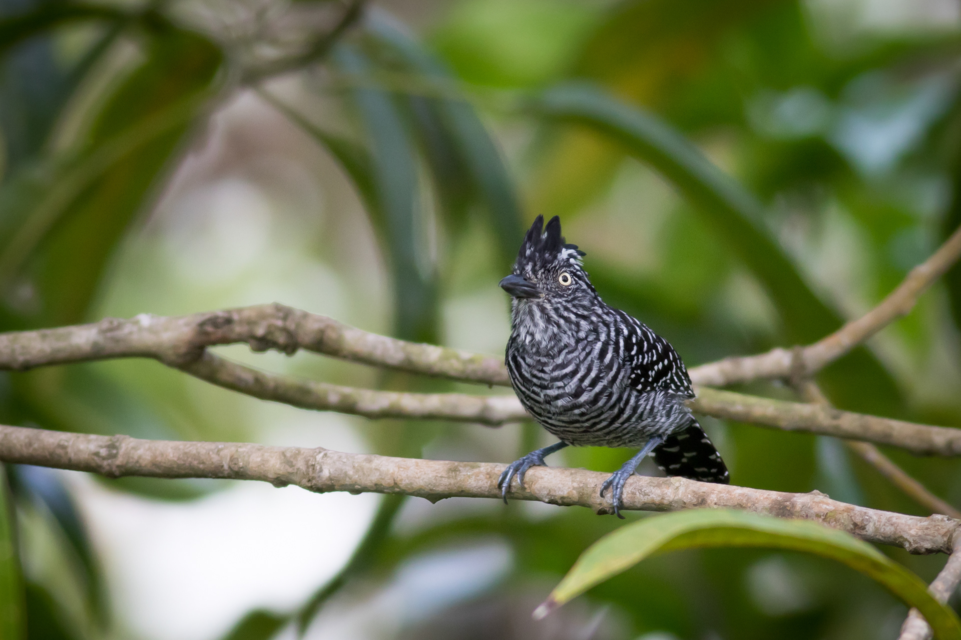 Barred Antshrike - male