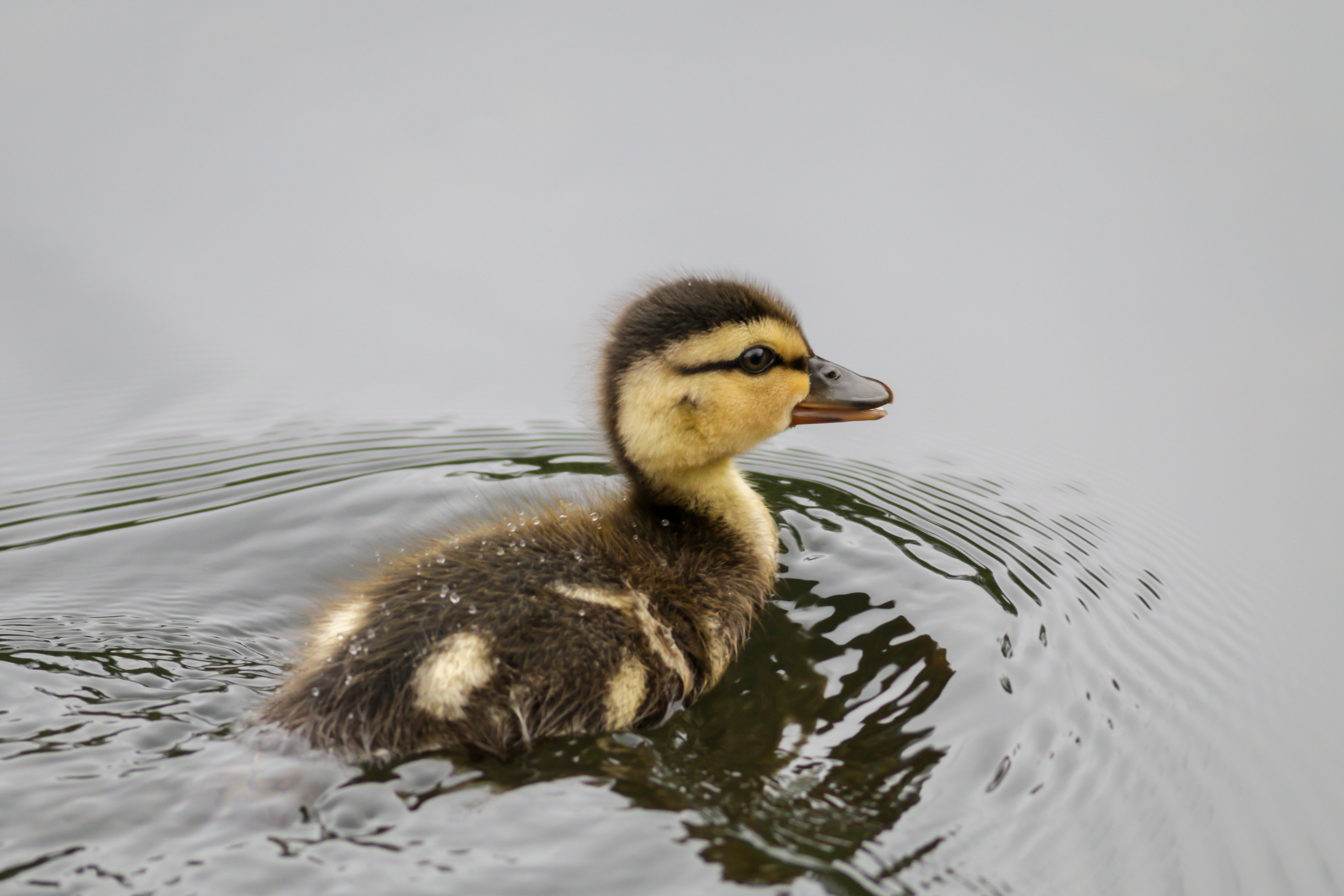 Mallard - duckling - BC