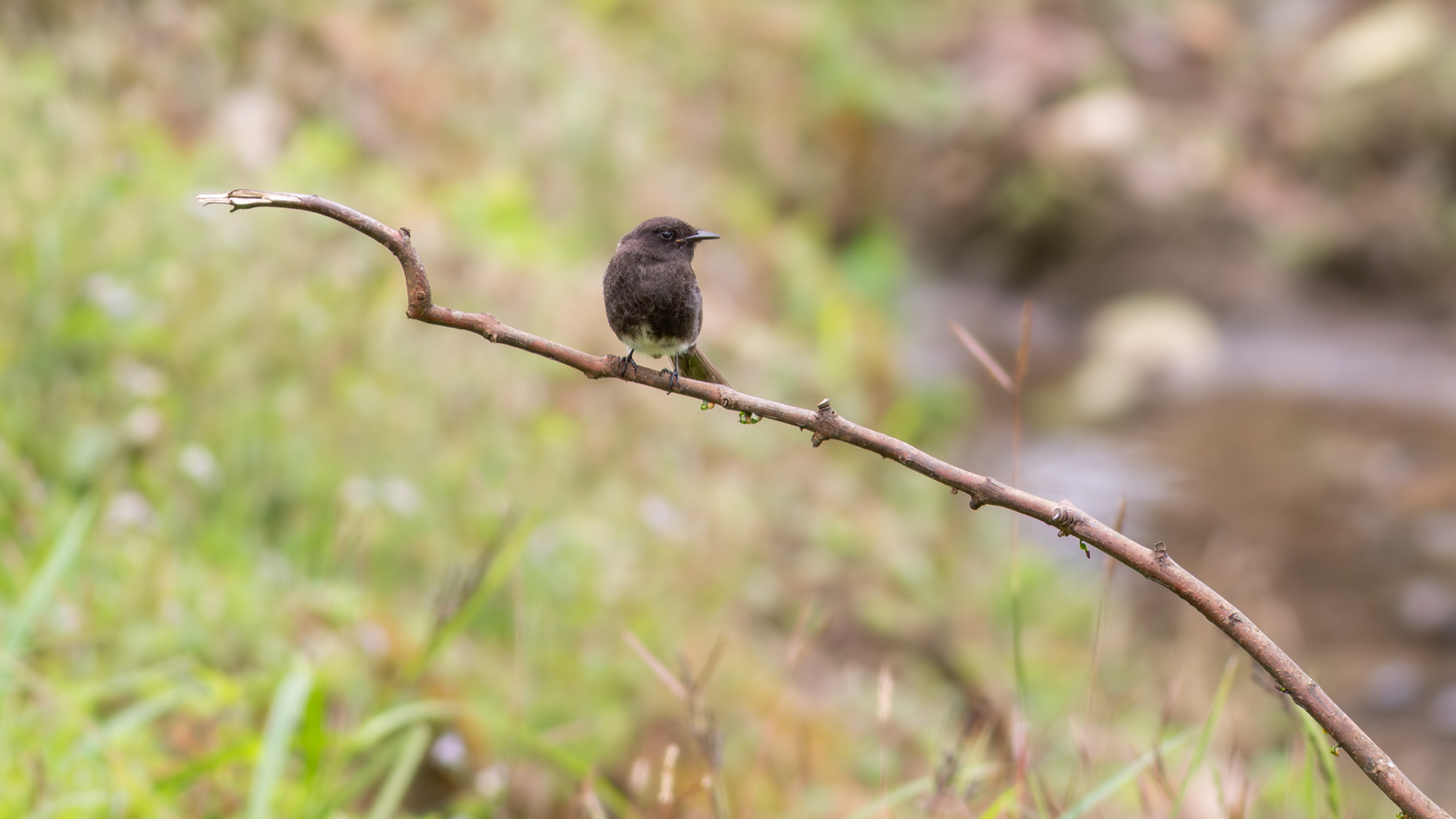 Black Phoebe - Aranal Observatory