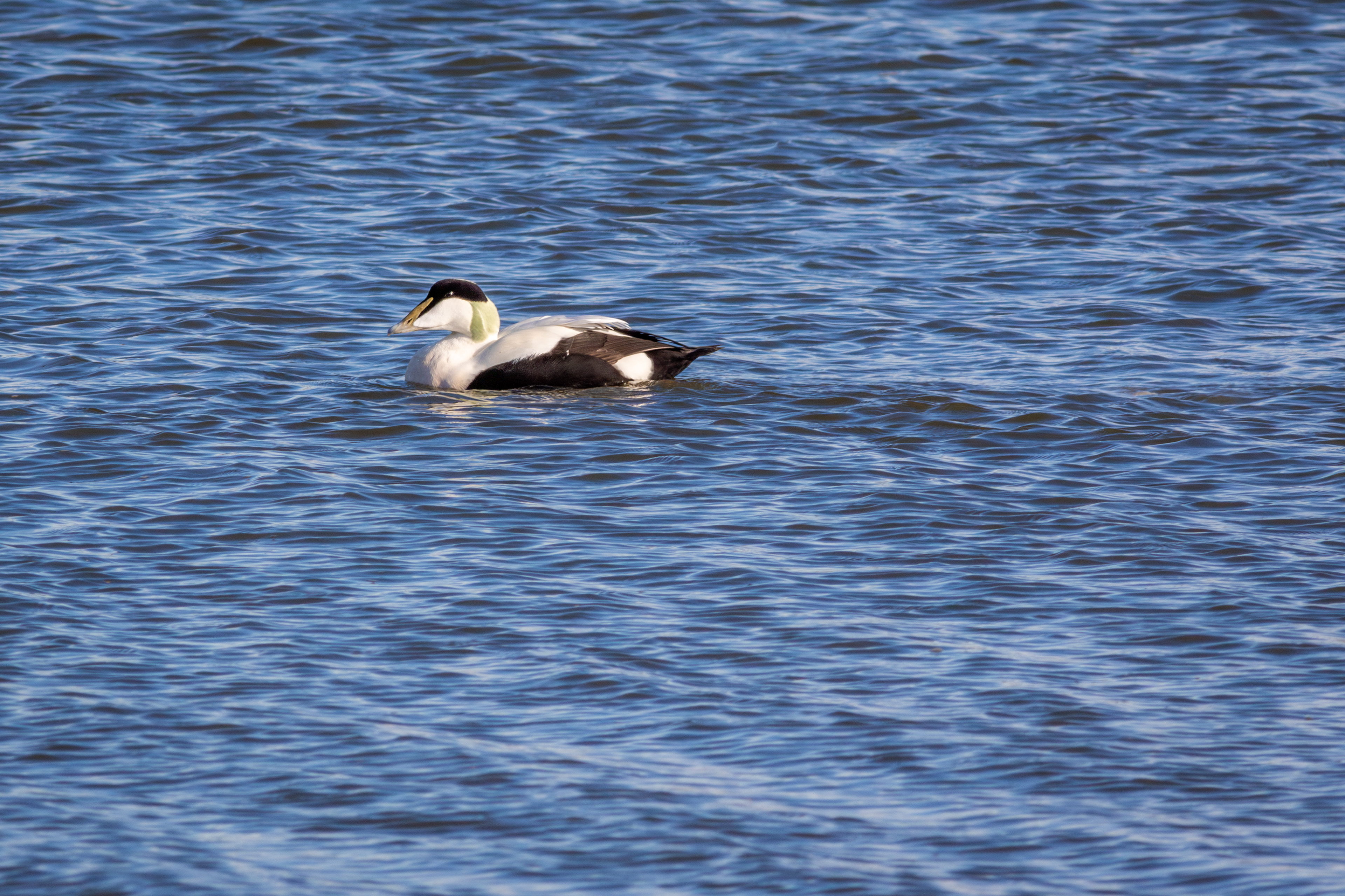 Common Eider, male