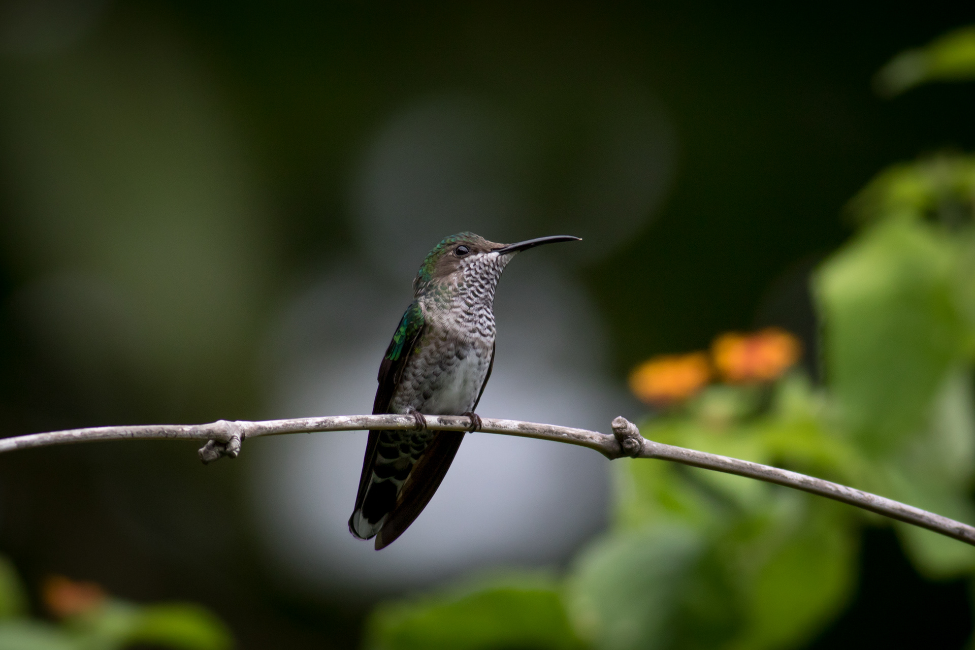 Blue-chinned Sapphire - female