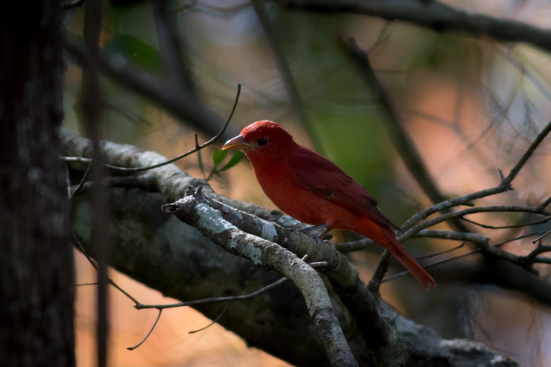 Summer Tanager - Florida