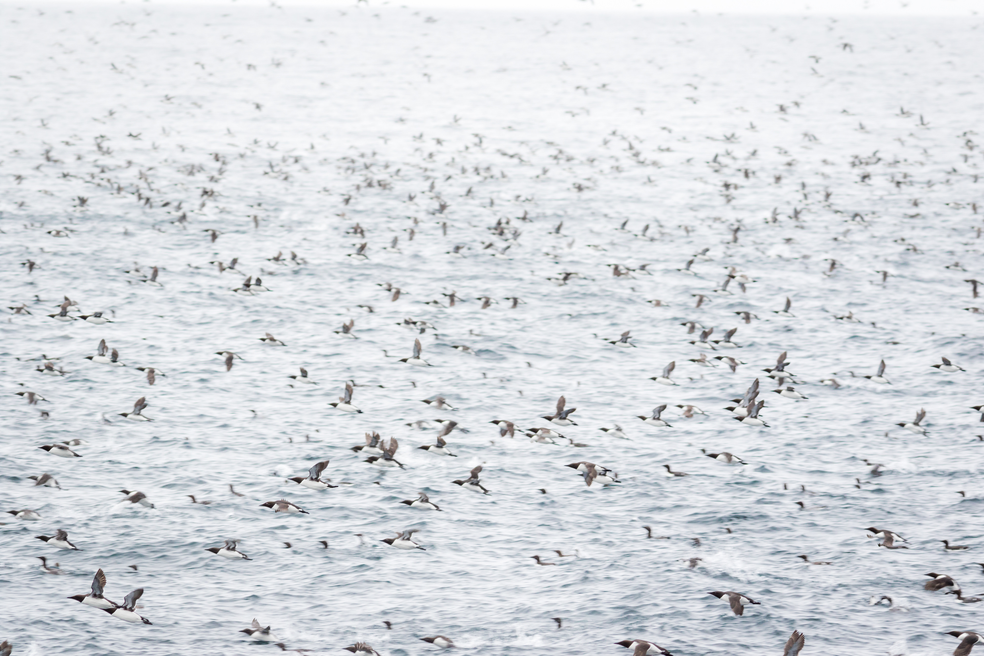 Common Murre - Newfoundland