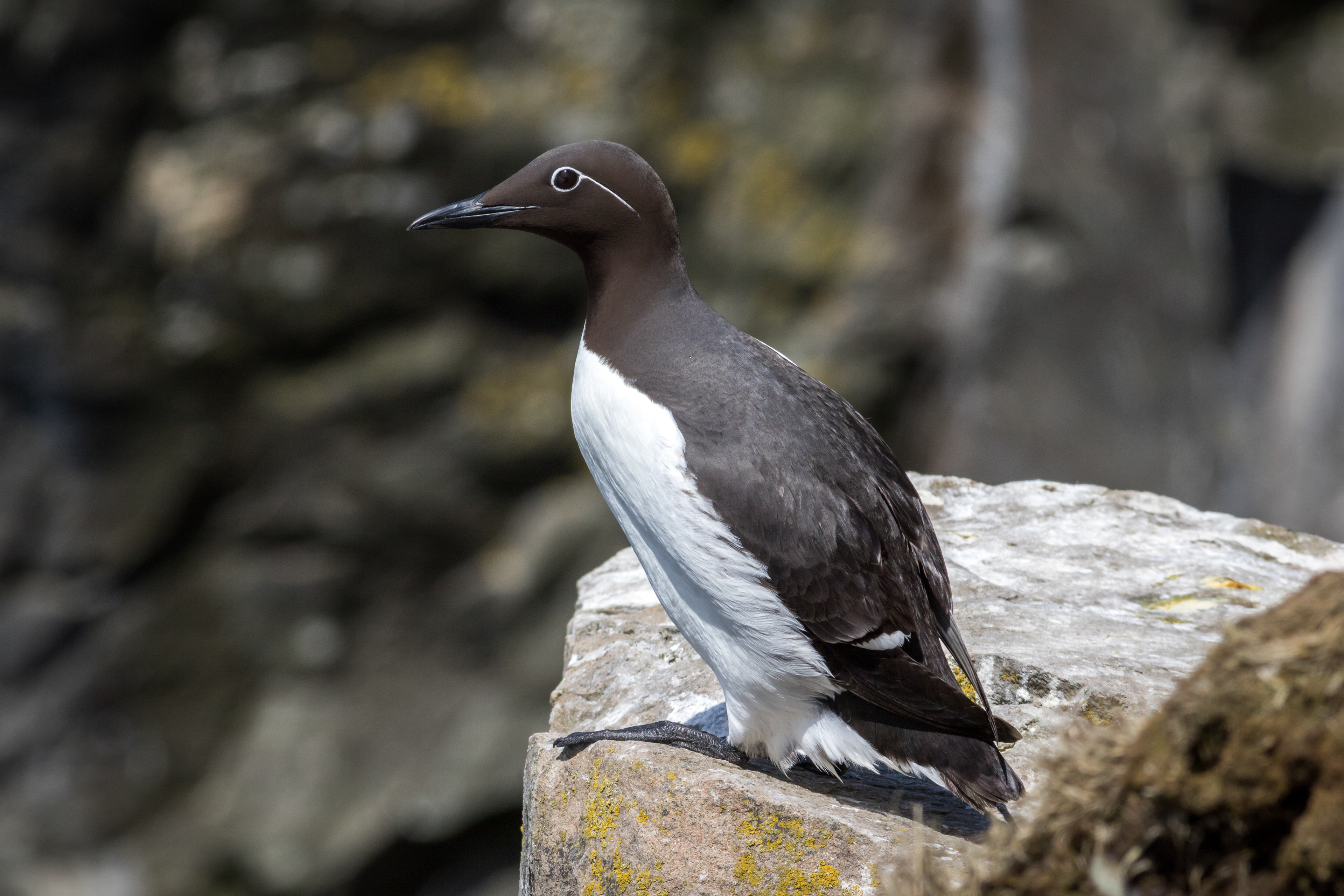 Common Murre - Newfoundland