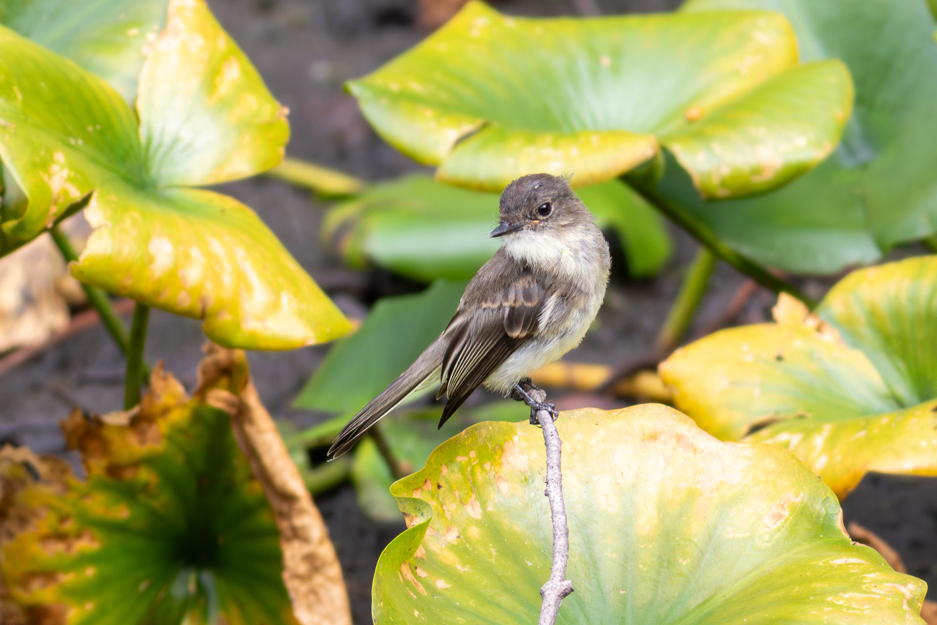 Eastern Phoebe