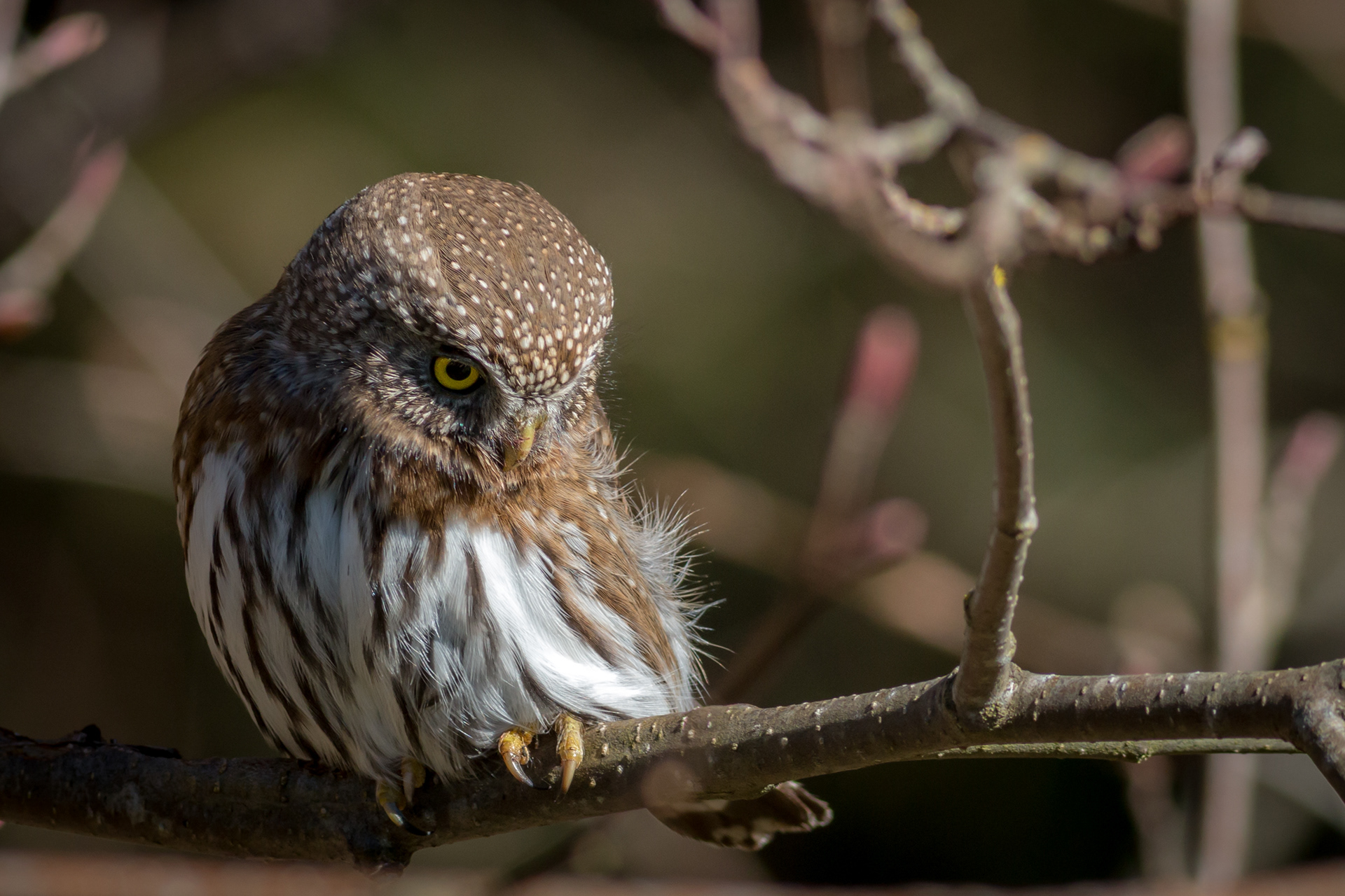 Northern Pygmy Owl - BC