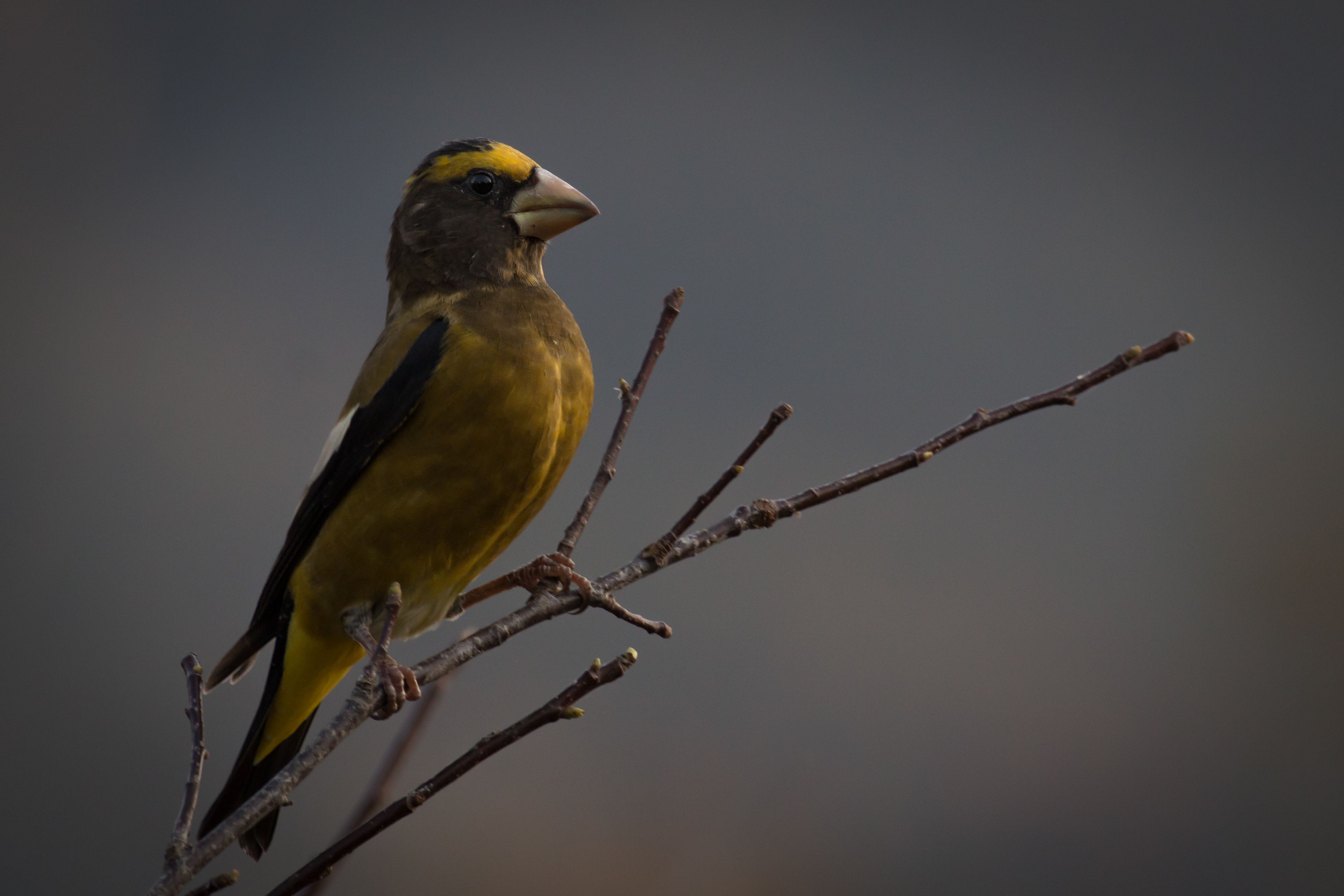 Evening Grosbeak, male