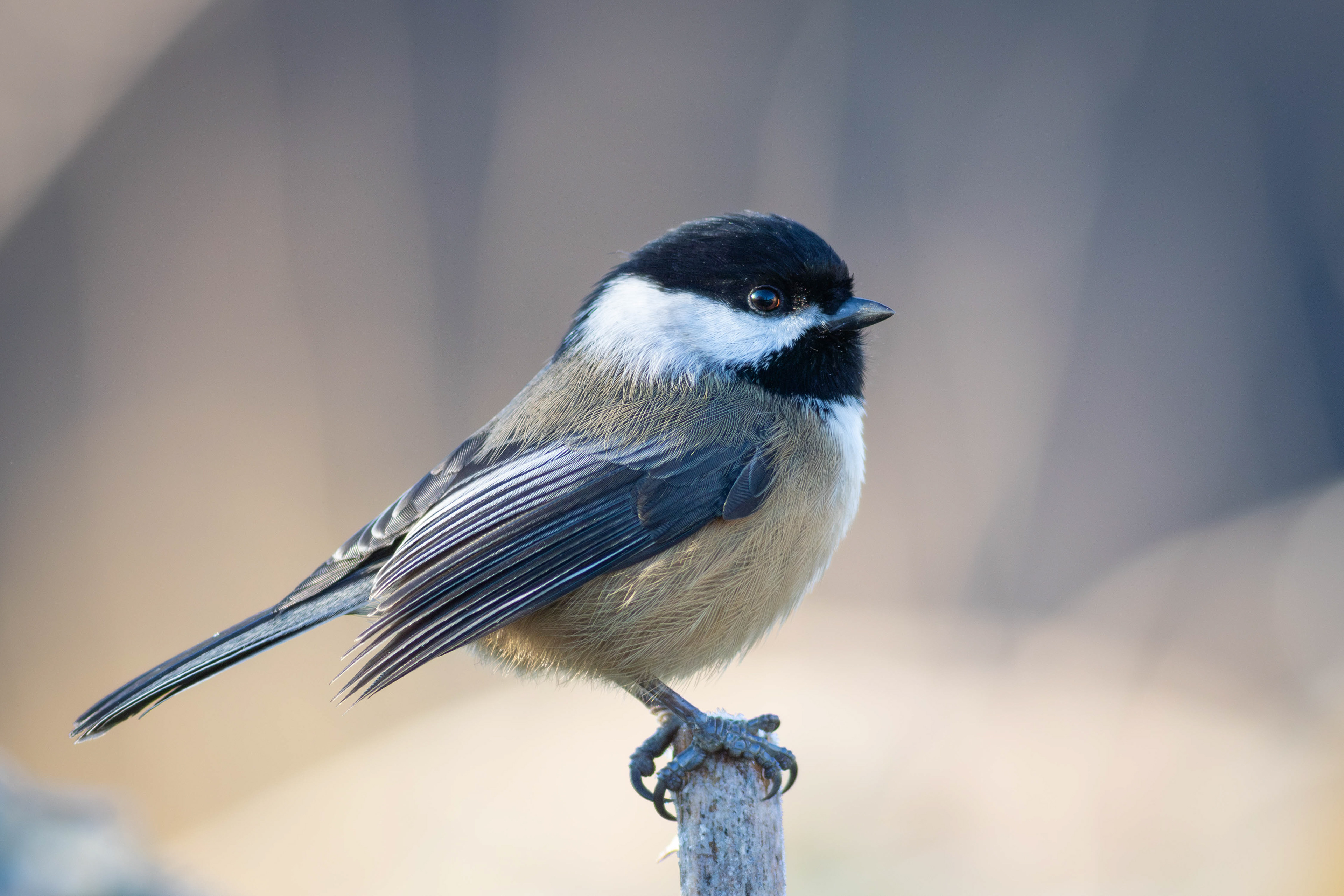 Black-capped Chickadee