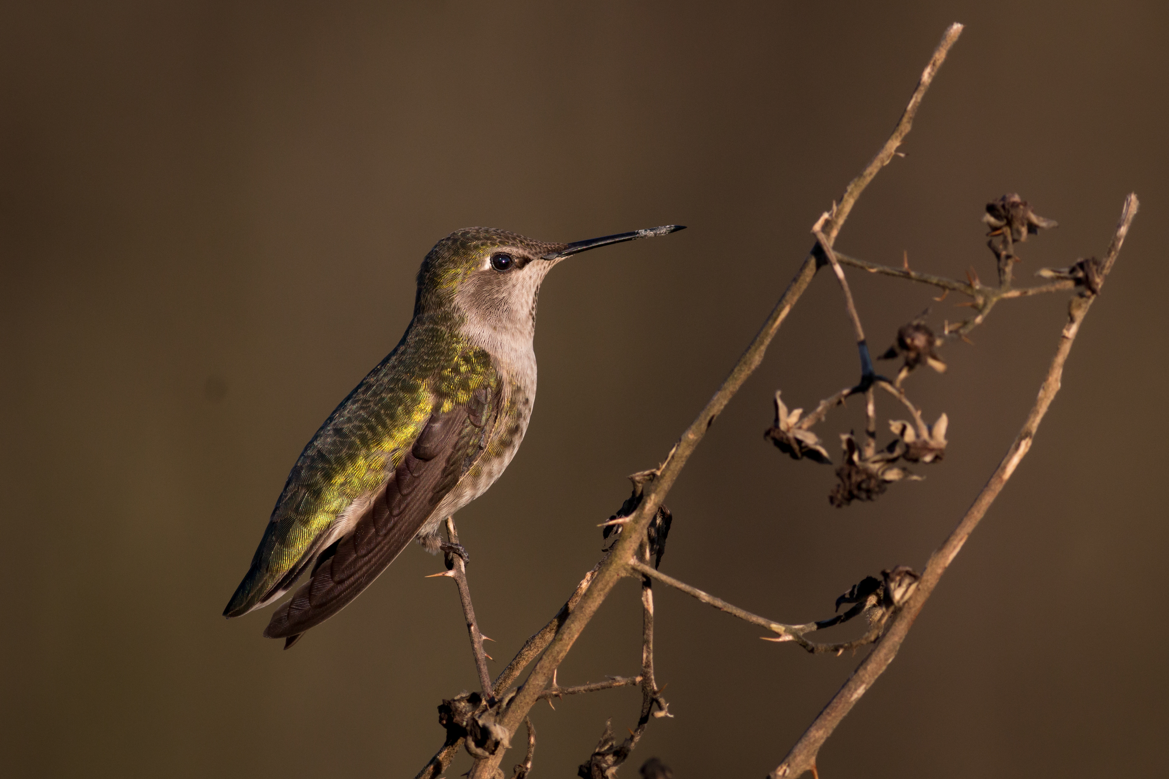 Anna's Hummingbird, female