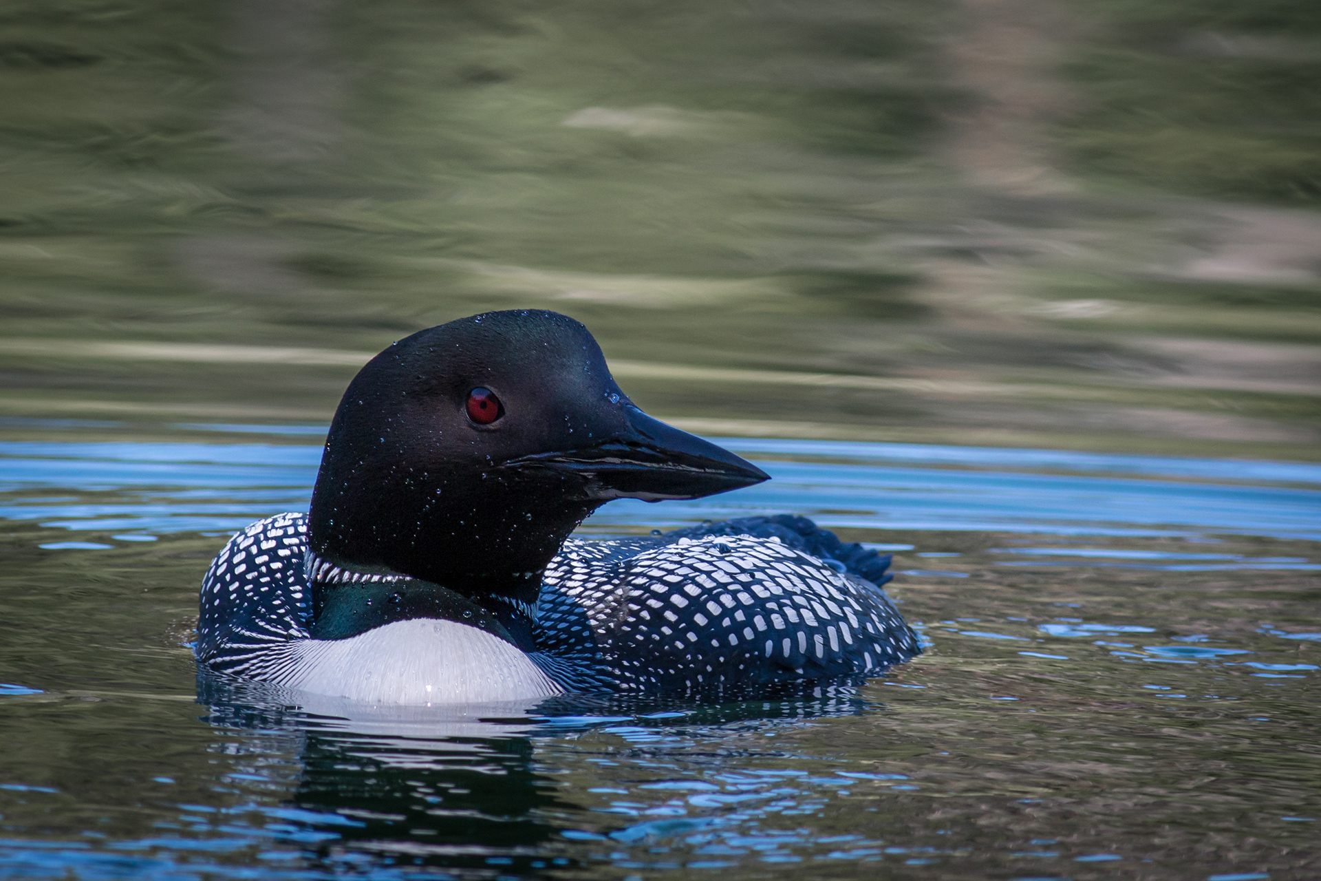 Common Loon - BC