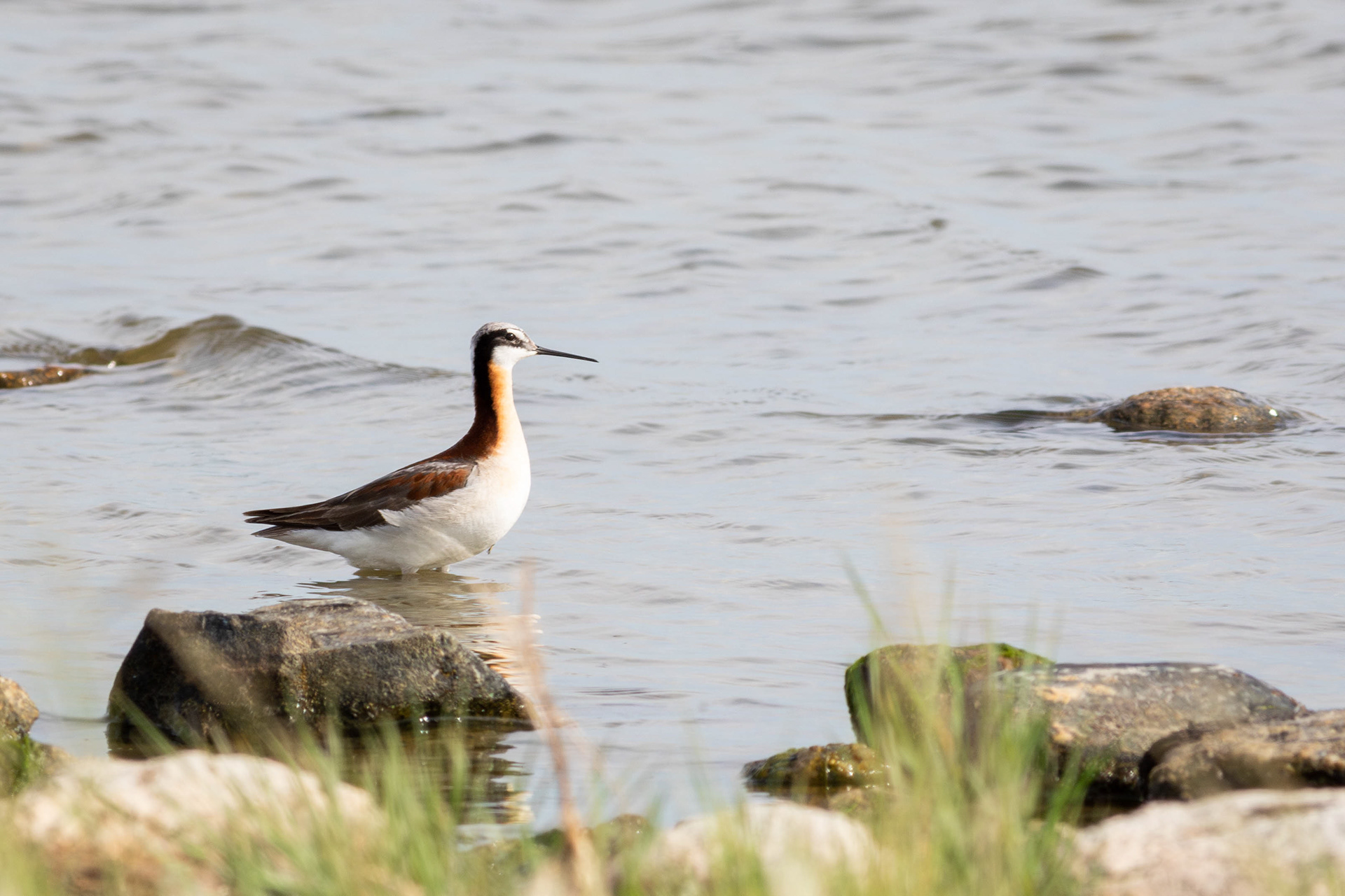 Wilsons's Phalarope, male - Saskatchewan