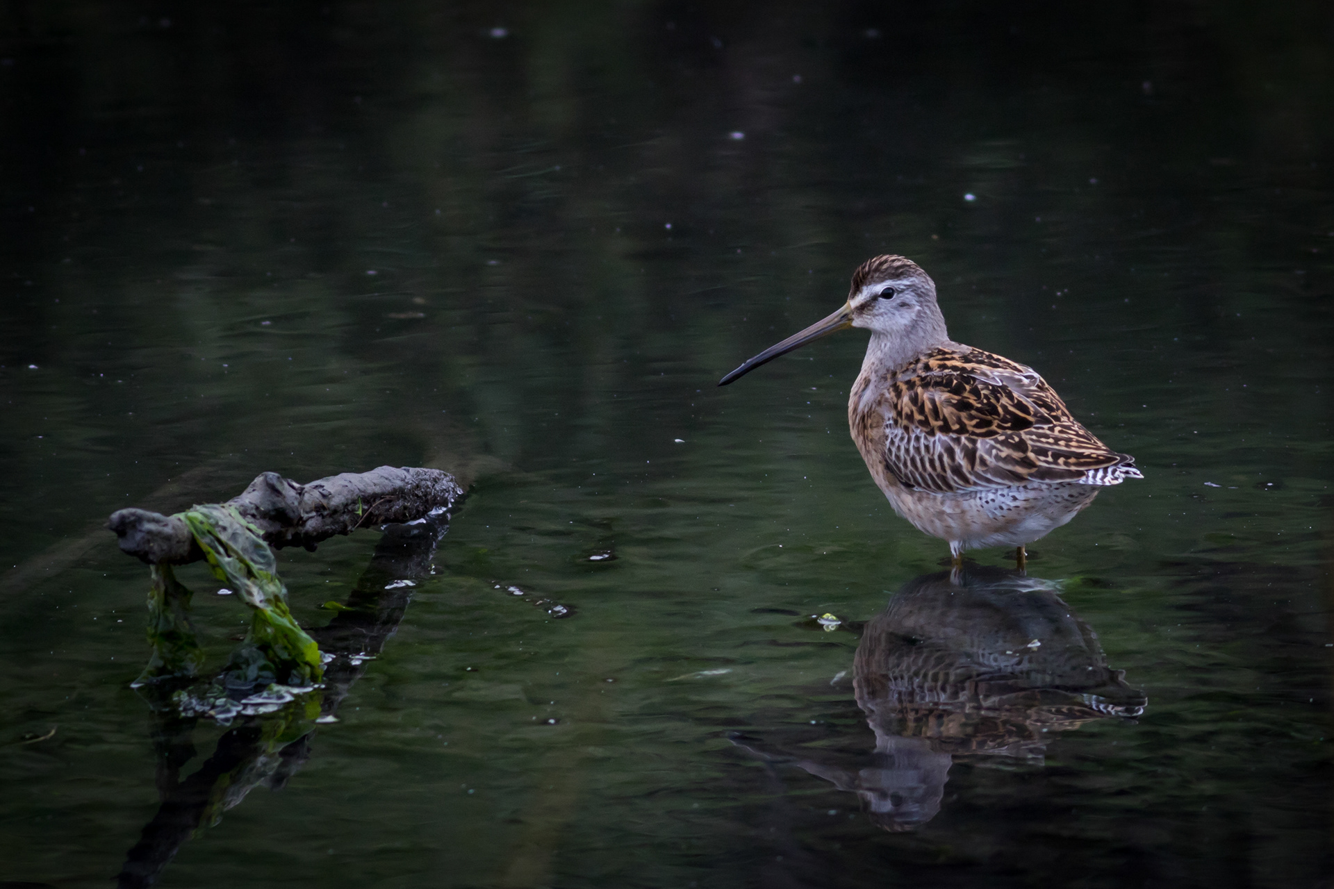 Short-billed Dowicher - BC