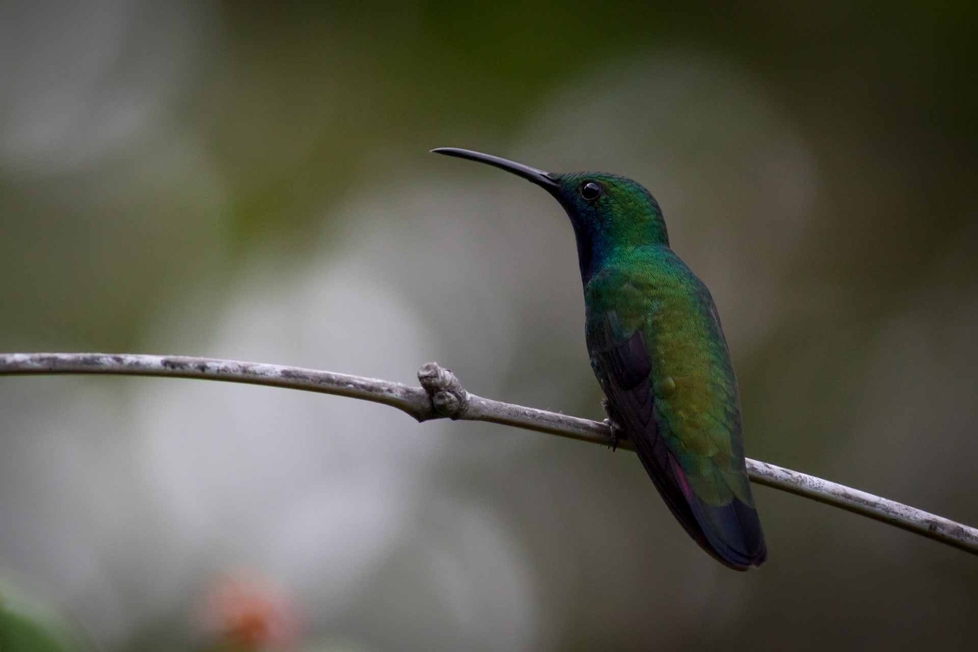 Black-throated Mango - male