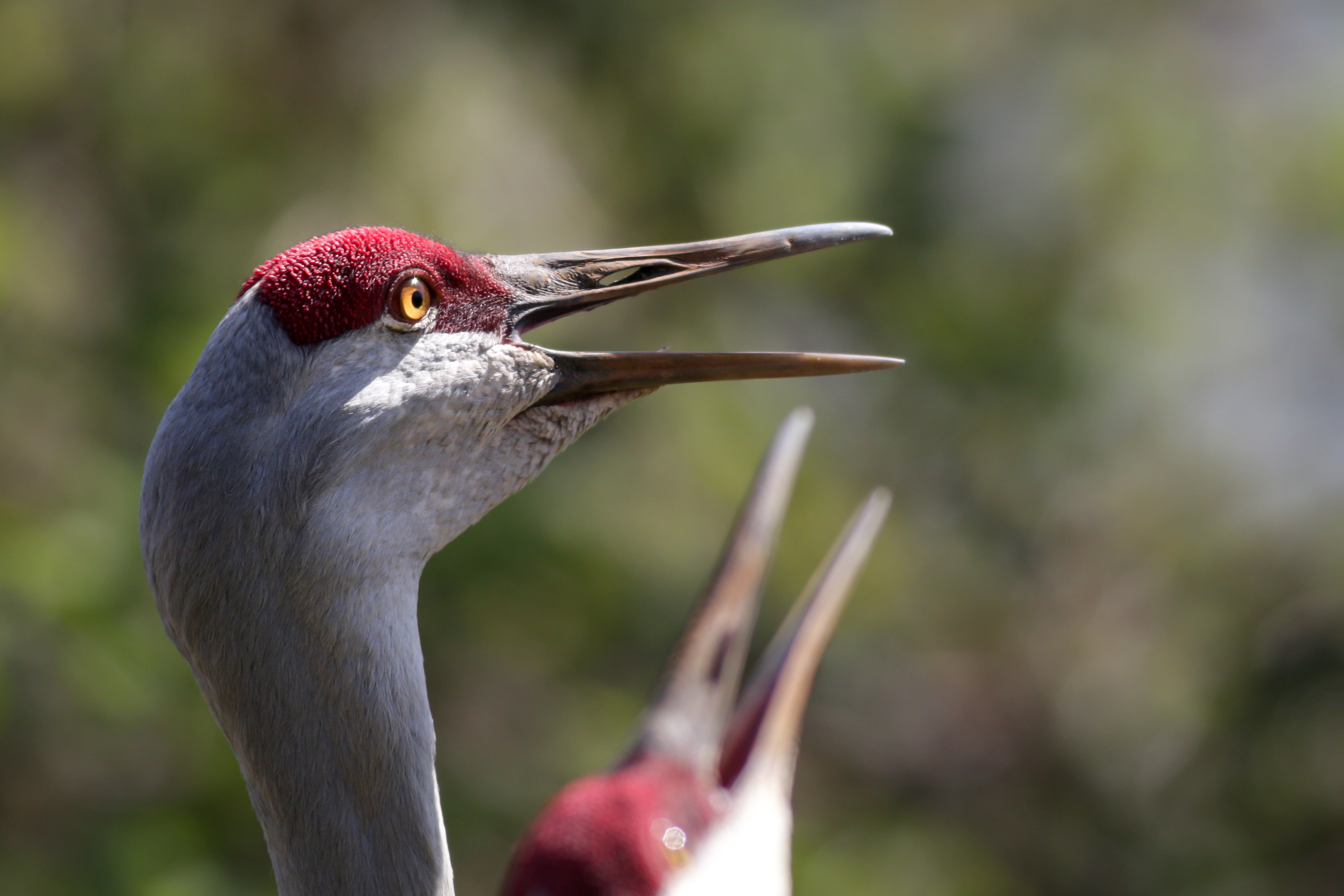 Sandhill Crane - BC